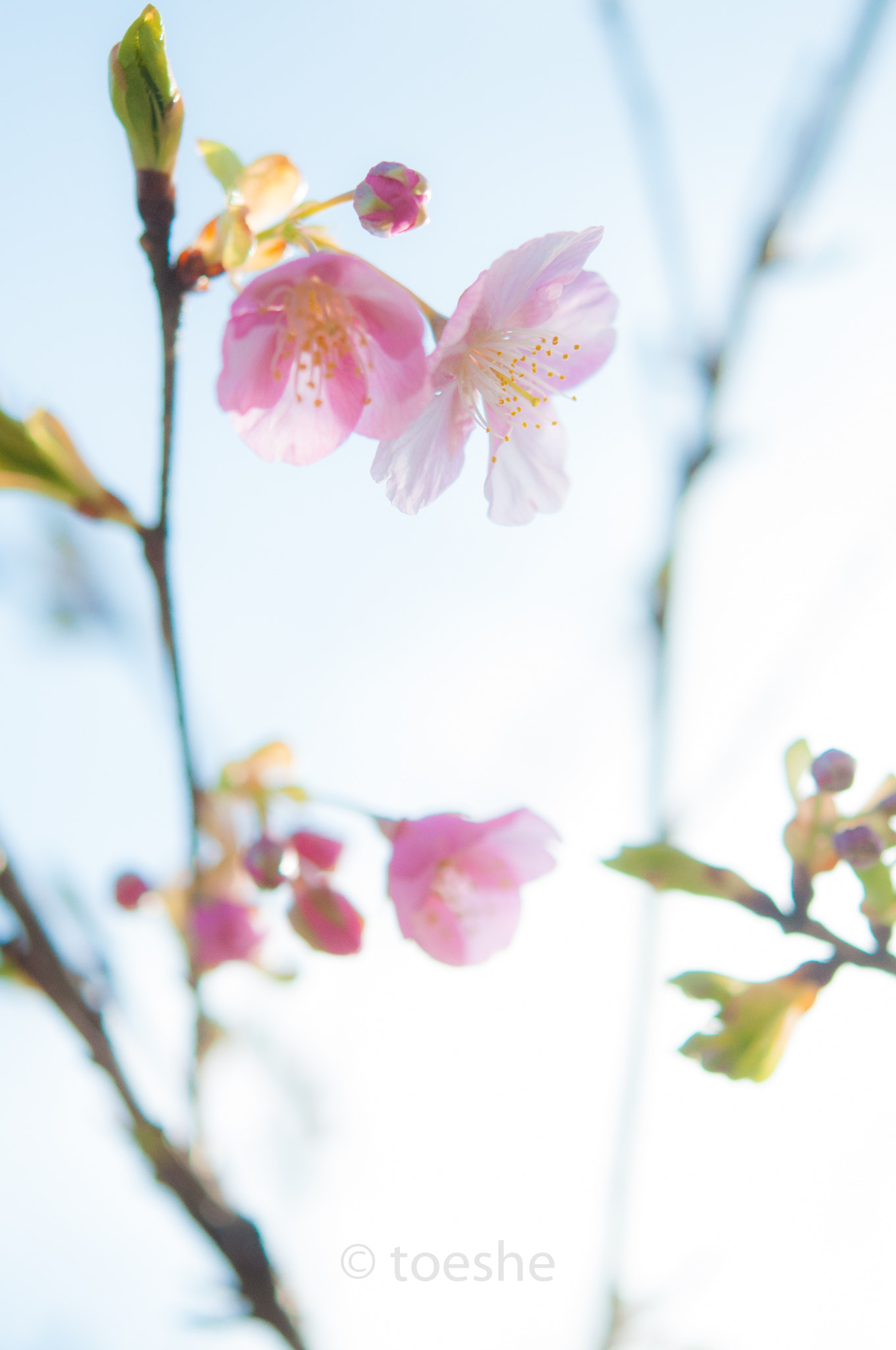 Nikon D90 sample photo. Kawazu sakura cherry blossoms photography