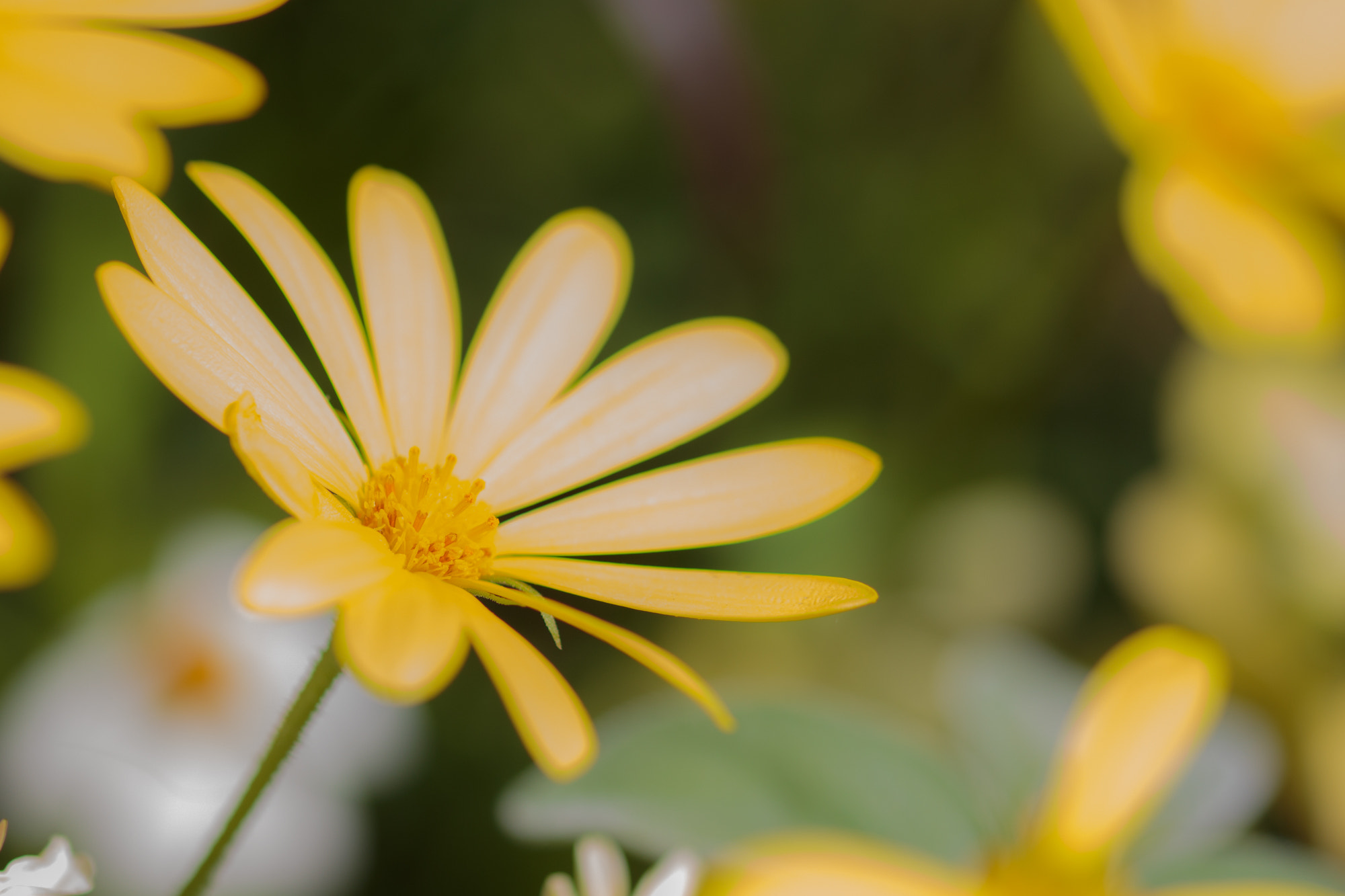 Sigma 105mm F2.8 EX DG OS HSM sample photo. Nature  photography