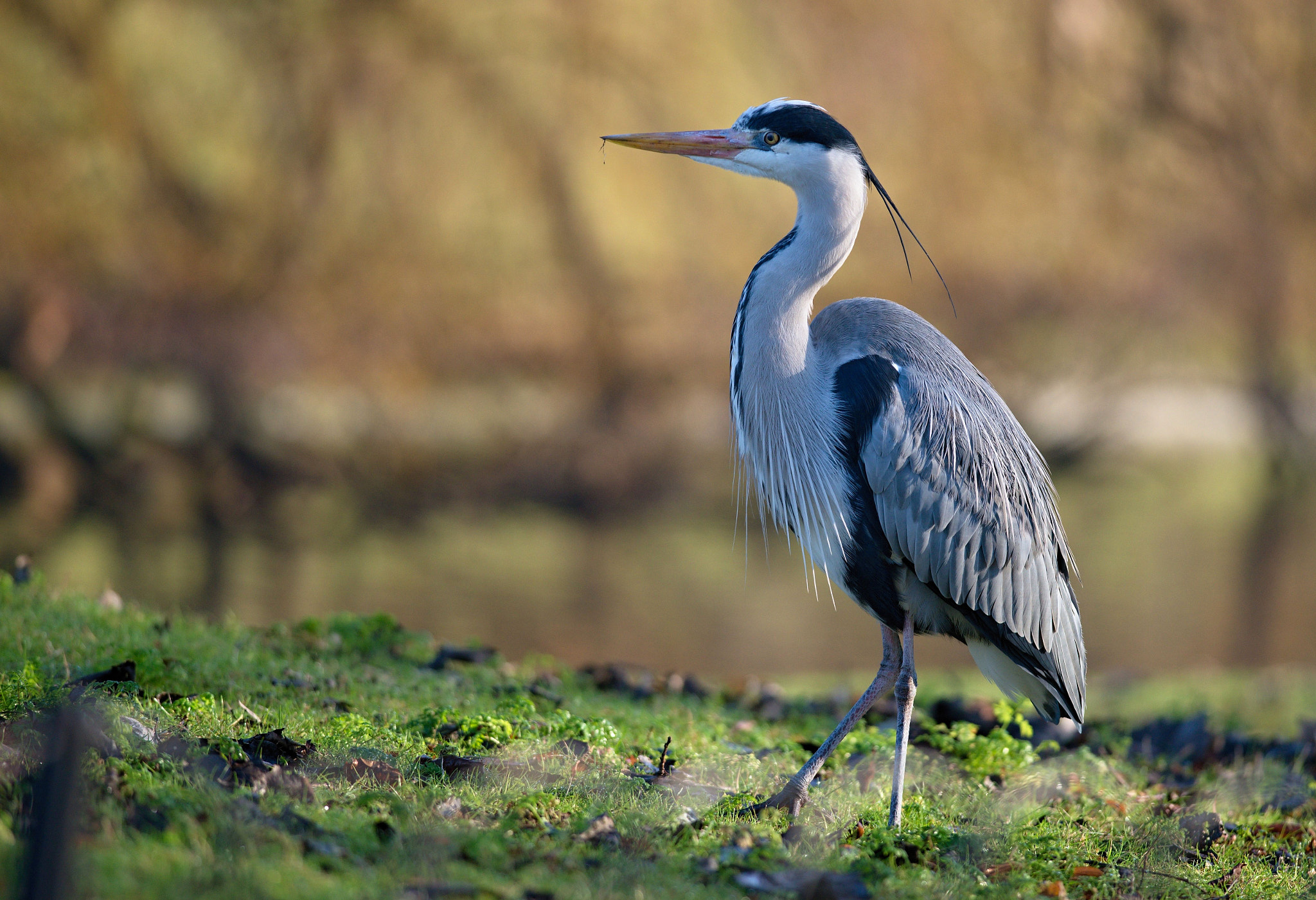 Nikon D610 + Nikon AF-S Nikkor 300mm F4D ED-IF sample photo. Grey heron photography