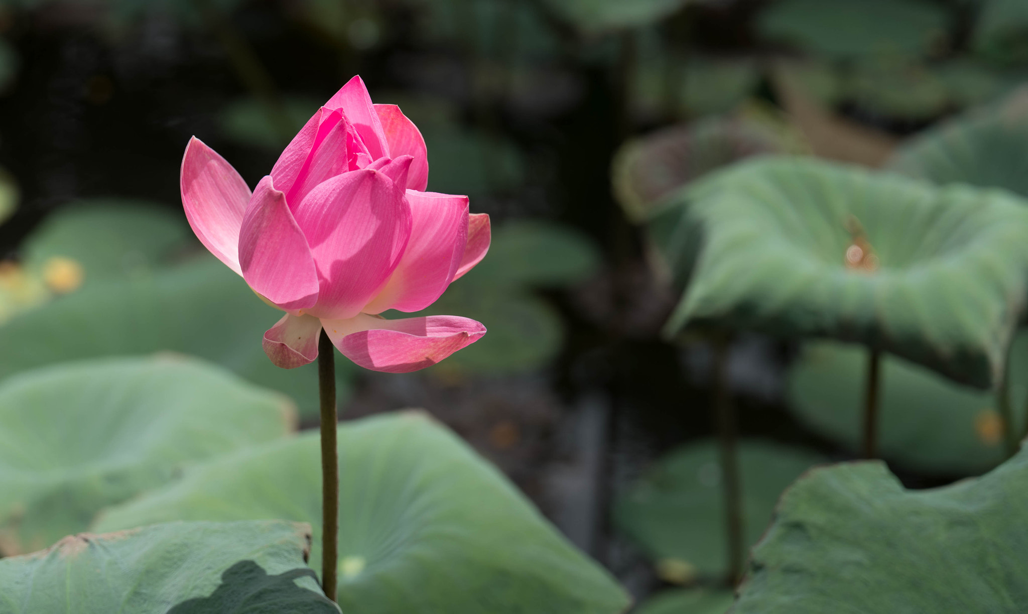 VARIO-ELMARIT 1:2.8-4.0/24-90mm ASPH. OIS sample photo. Lotus (von ) photography