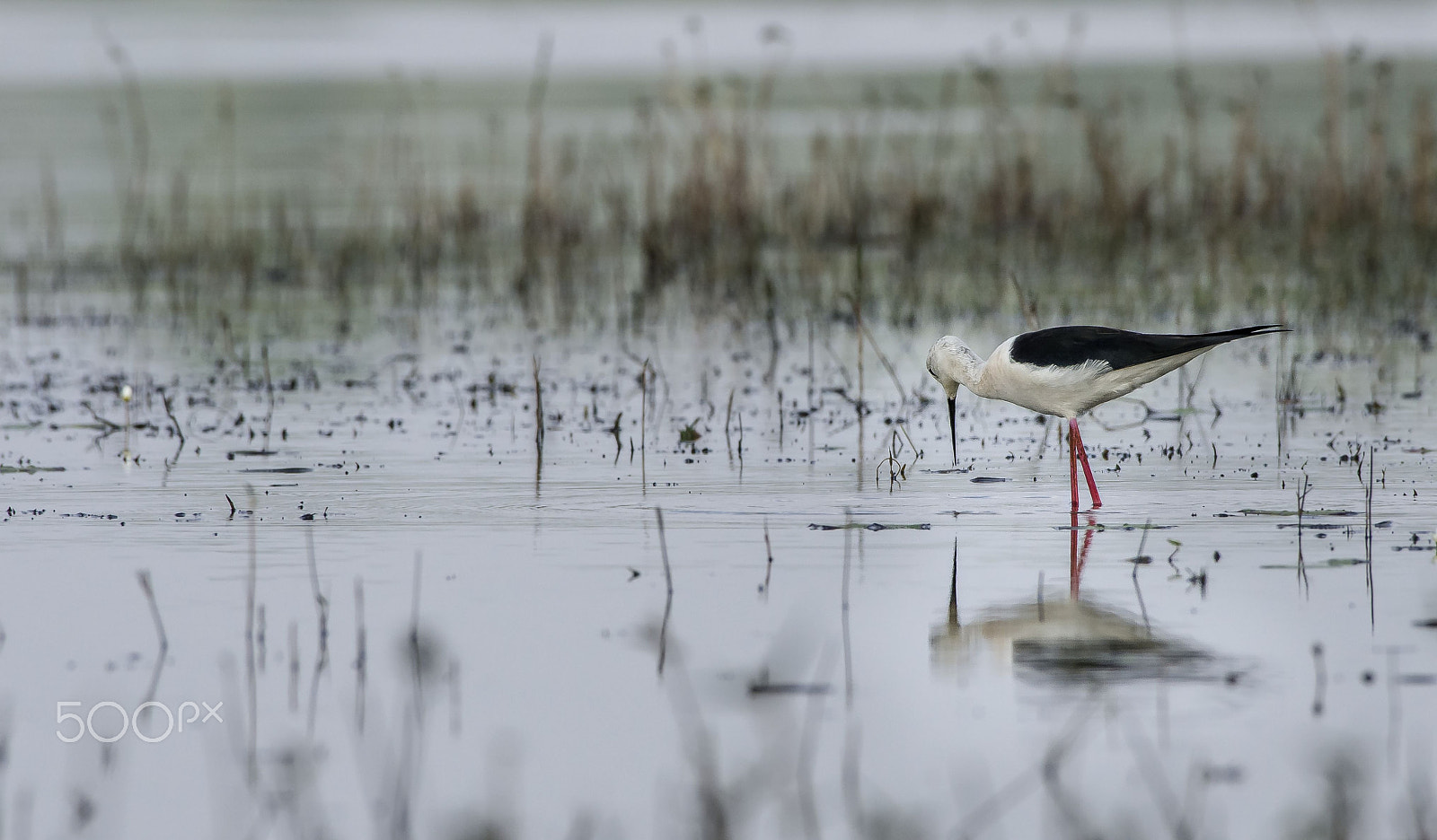 Nikon AF-S Nikkor 200-500mm F5.6E ED VR sample photo. Stilt photography
