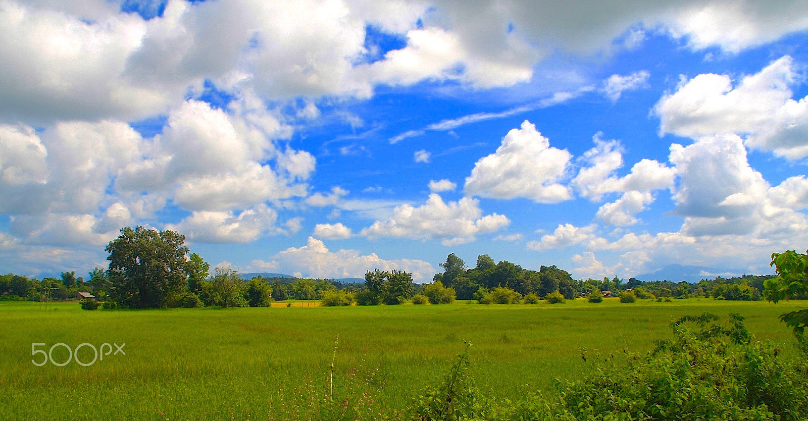 Canon EOS 40D sample photo. Green, blue, white photography