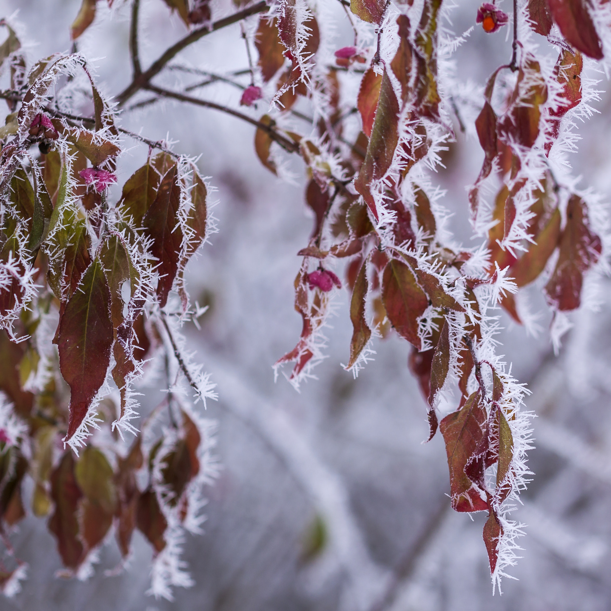 Canon EF 100mm F2.8L Macro IS USM sample photo. Rime "handicrafts" photography