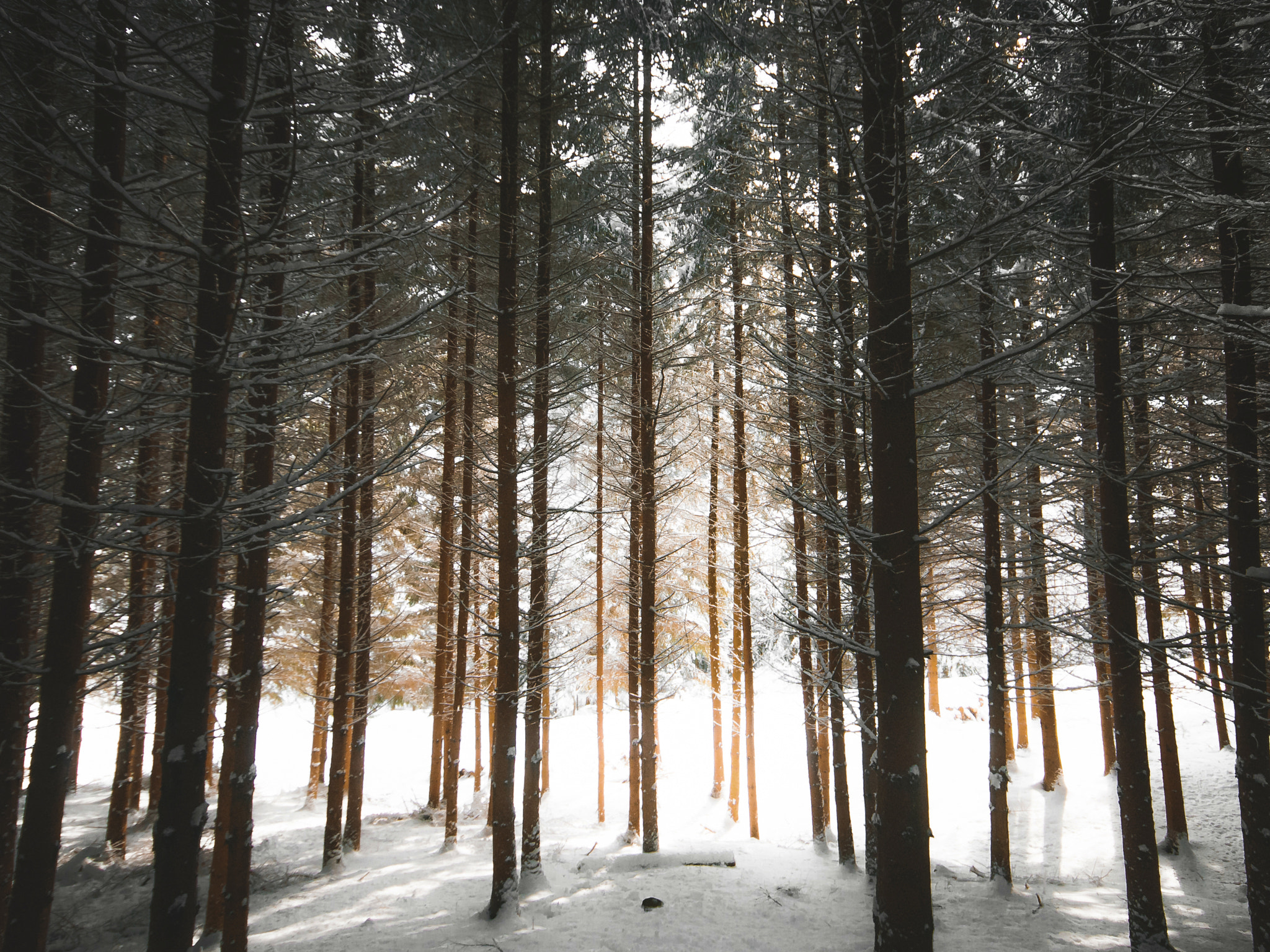 Sigma AF 10-20mm F4-5.6 EX DC sample photo. Forest photography