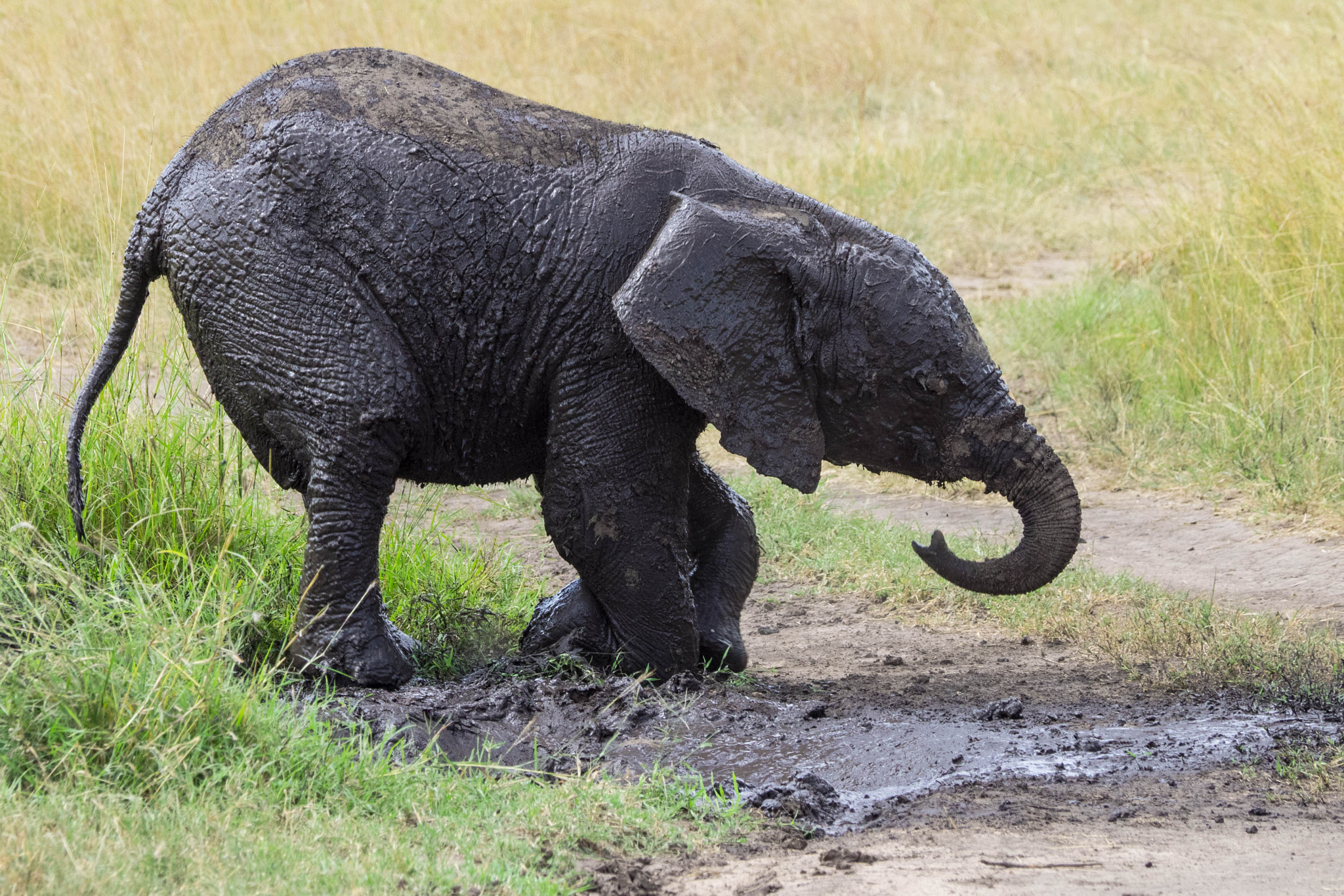 Olympus OM-D E-M1 sample photo. Mud coated elephant calf photography