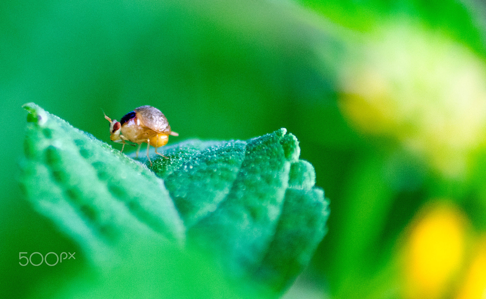 Sigma 70-300mm F4-5.6 APO DG Macro sample photo. Where am i ? photography