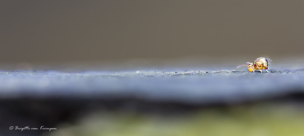 Canon EF 100mm F2.8 Macro USM sample photo. A long way to go photography