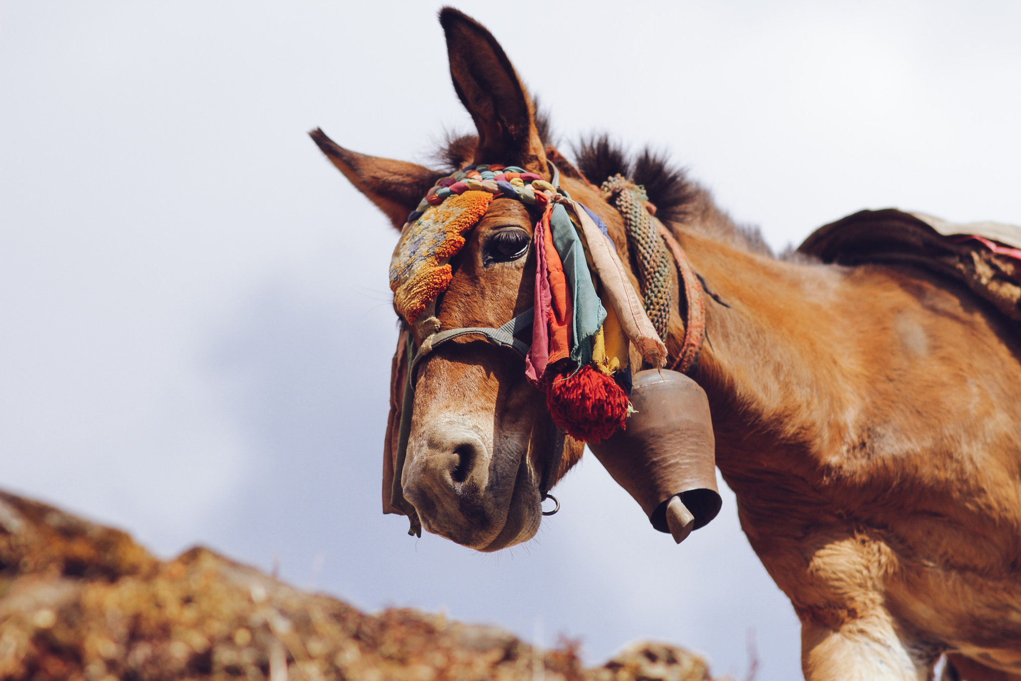 Canon EF 35-80mm f/4-5.6 sample photo. Donkey photography