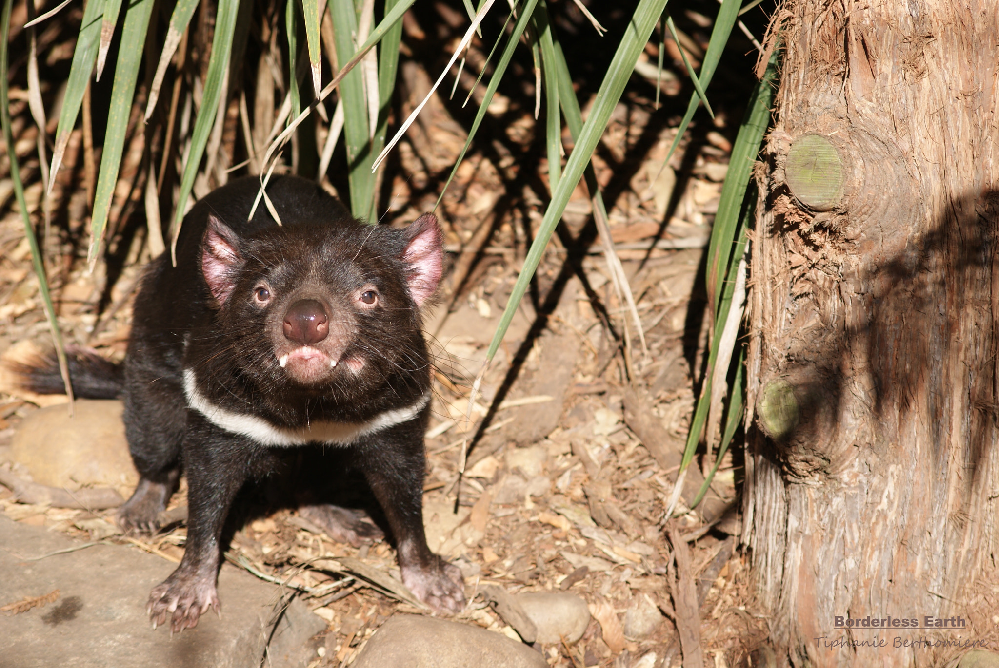 Sony Alpha DSLR-A230 + Sigma 70-300mm F4-5.6 DL Macro sample photo. Tasmanian devil photography