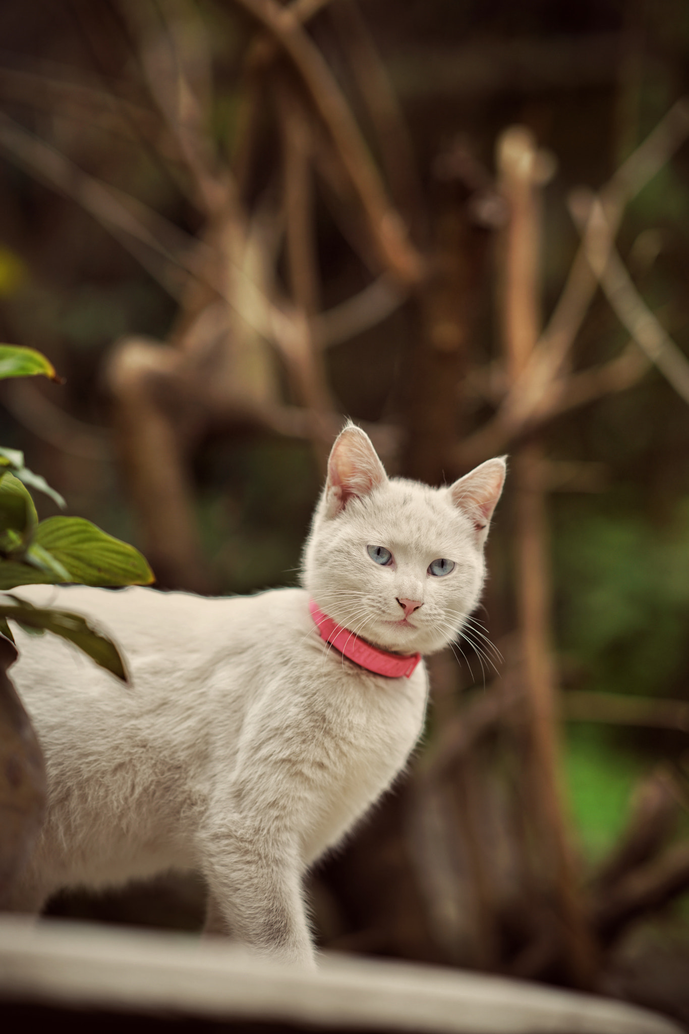 Sony FE 85mm F1.4 GM sample photo. Sunshine photography