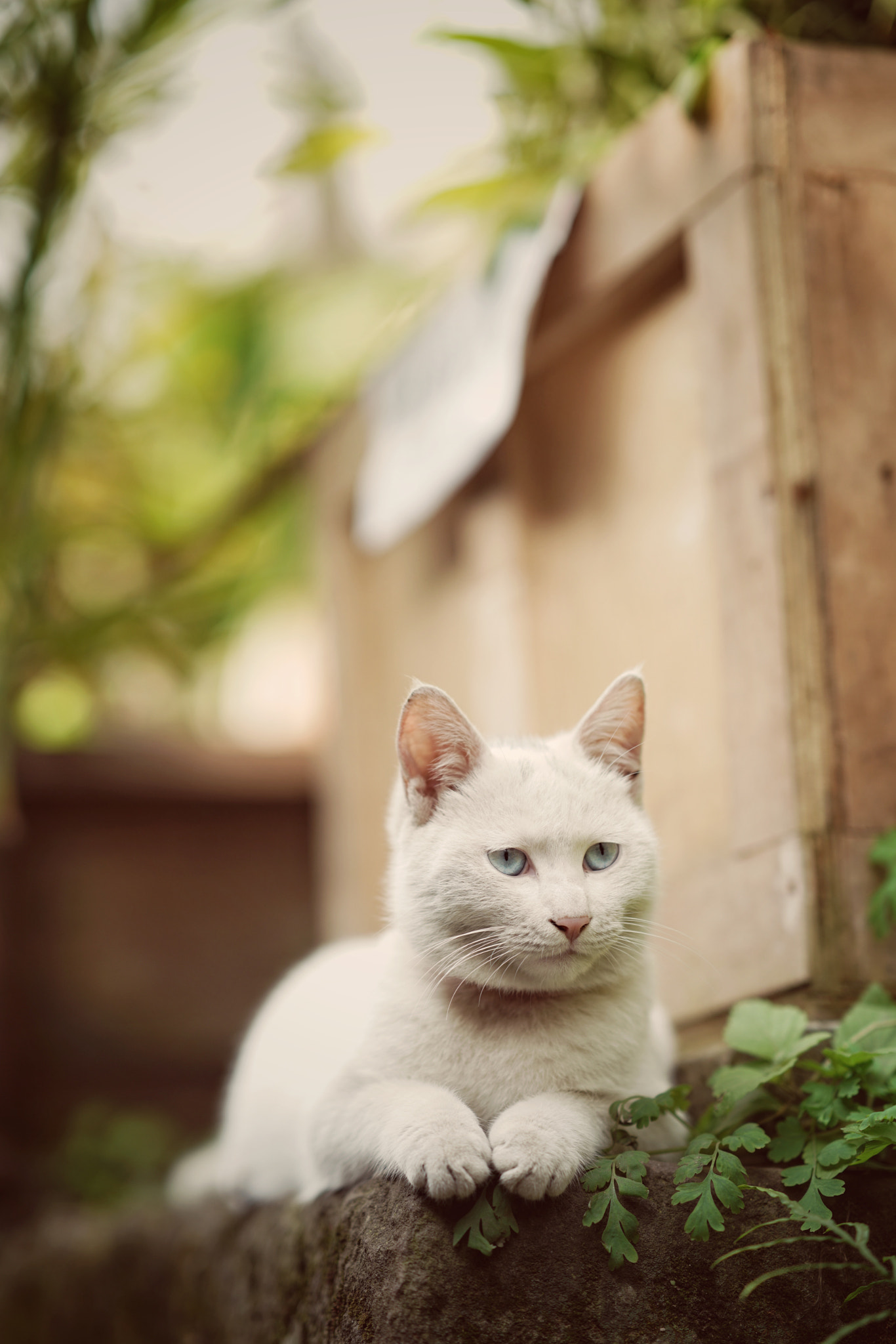 Sony a7R II + Sony FE 85mm F1.4 GM sample photo. Sunshine photography