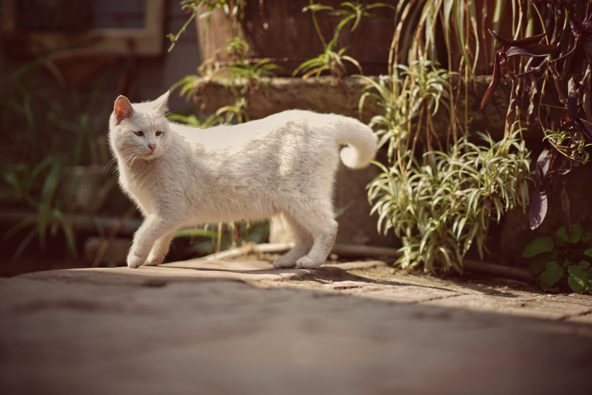 Sony FE 85mm F1.4 GM sample photo. Sunshine photography