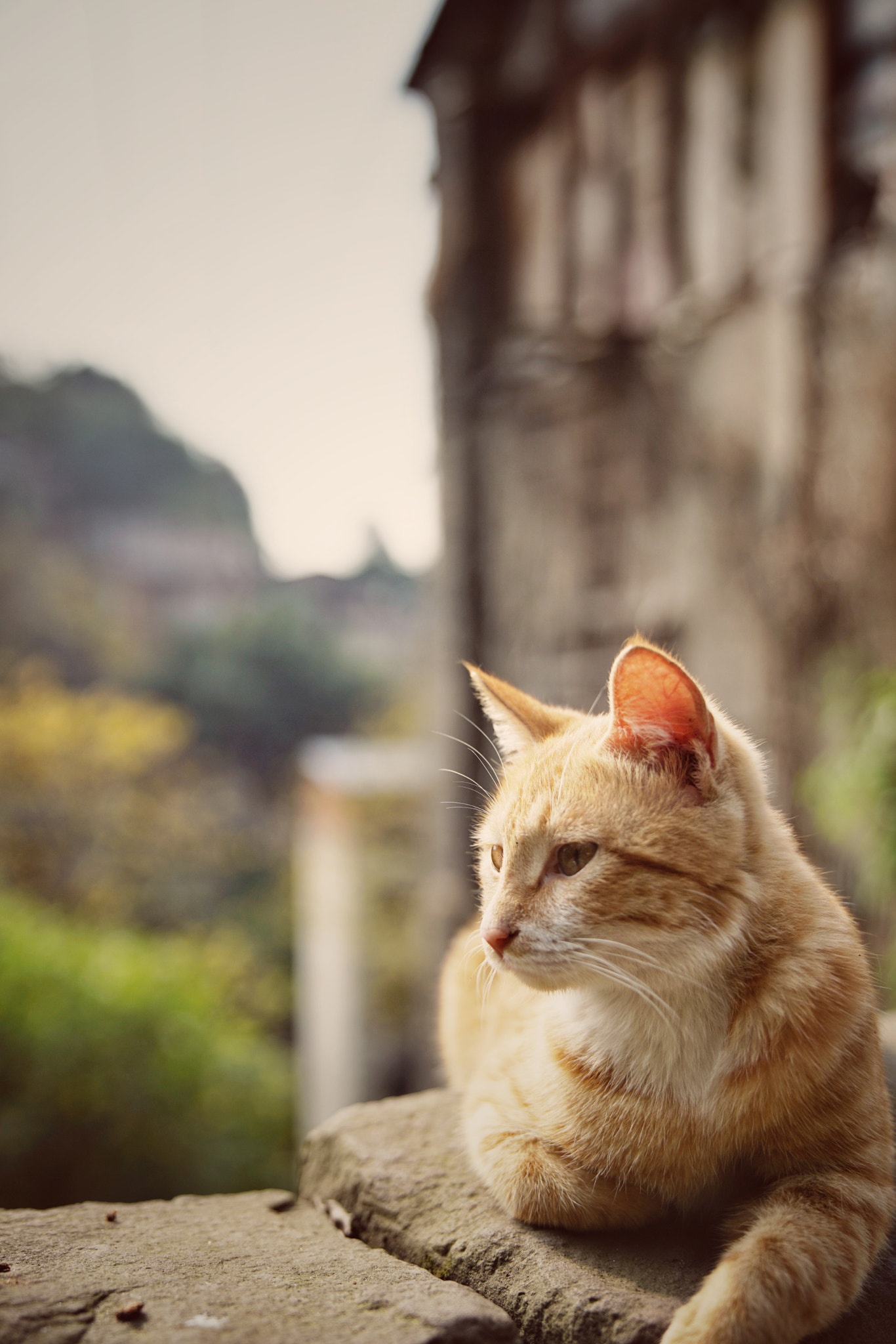 Sony FE 24-70mm F2.8 GM sample photo. Sunshine photography