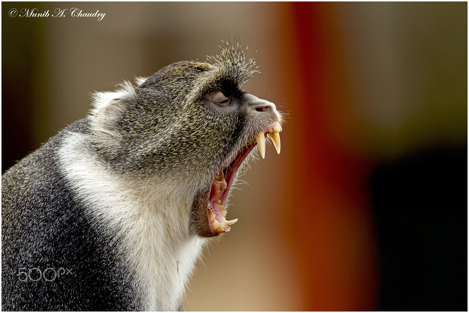 Canon EF 600mm f/4L IS sample photo. The yawn! photography