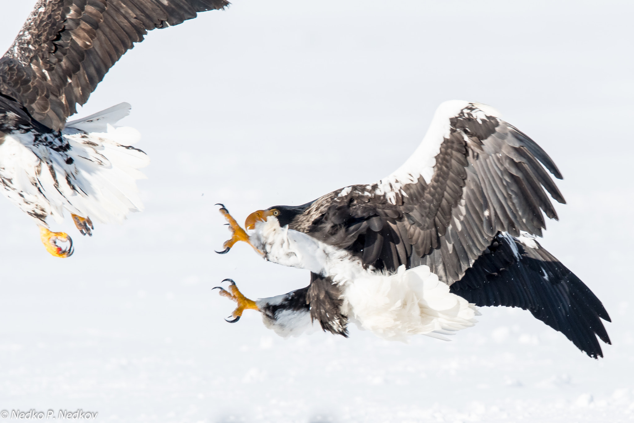 Nikon AF-S Nikkor 600mm F4E FL ED VR sample photo. Fighting guys photography