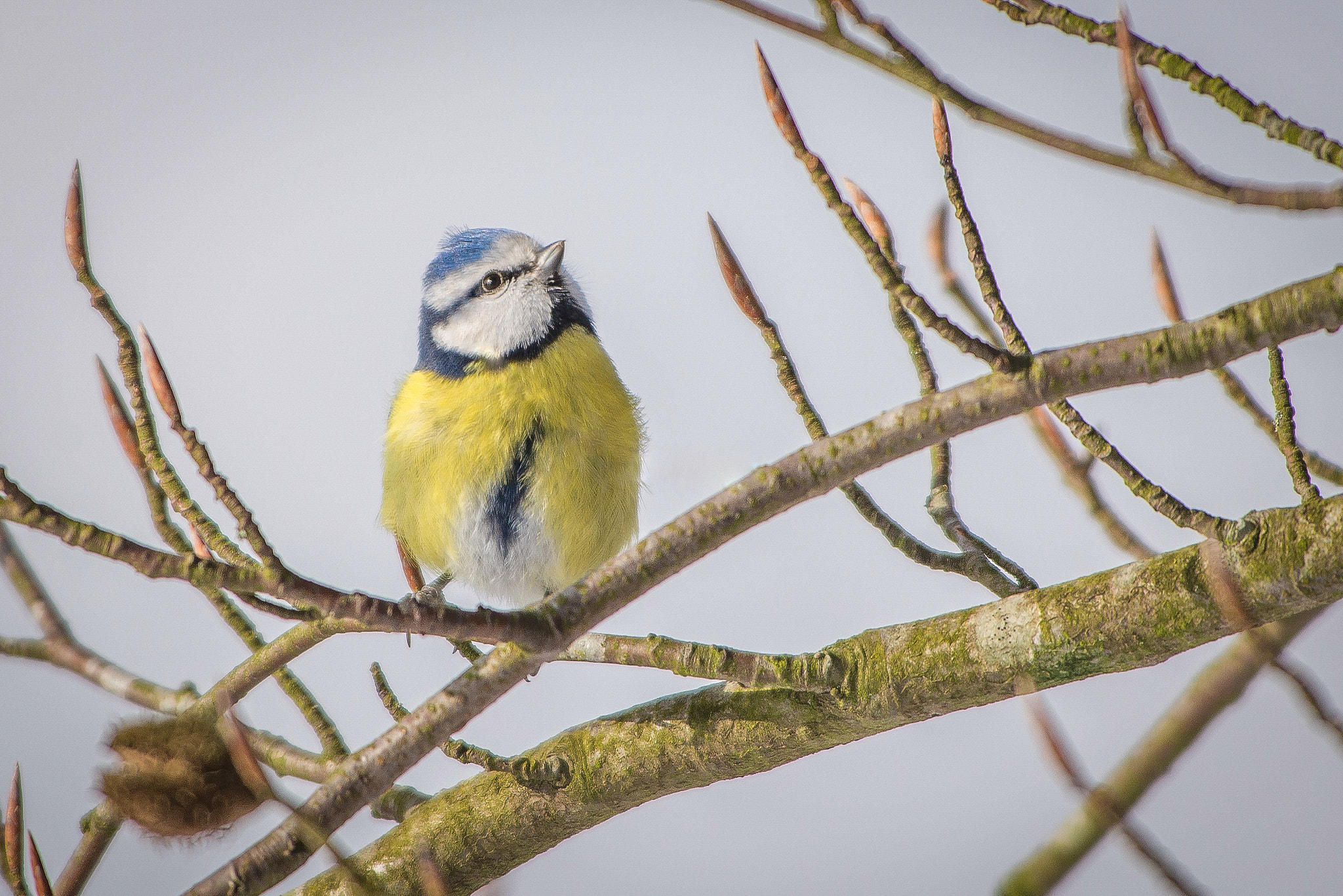 Nikon D610 sample photo. Mésange bleue photography