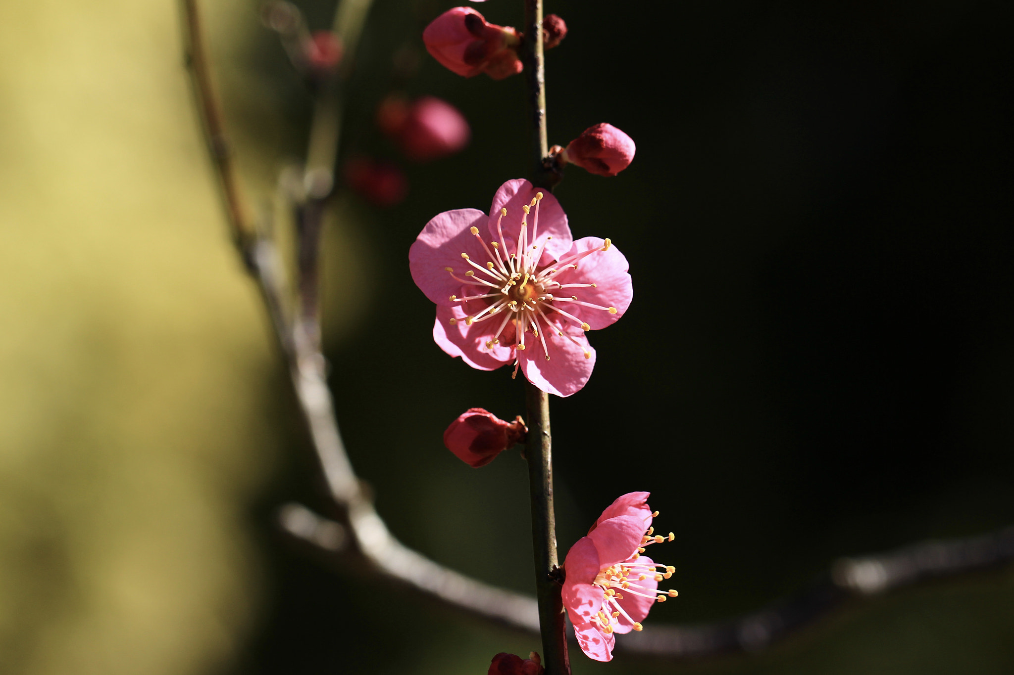 Canon EOS 700D (EOS Rebel T5i / EOS Kiss X7i) sample photo. 立春 the first day of spring photography