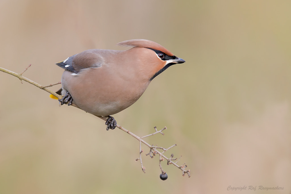 Canon EF 600mm F4L IS II USM sample photo. Waxwing photography