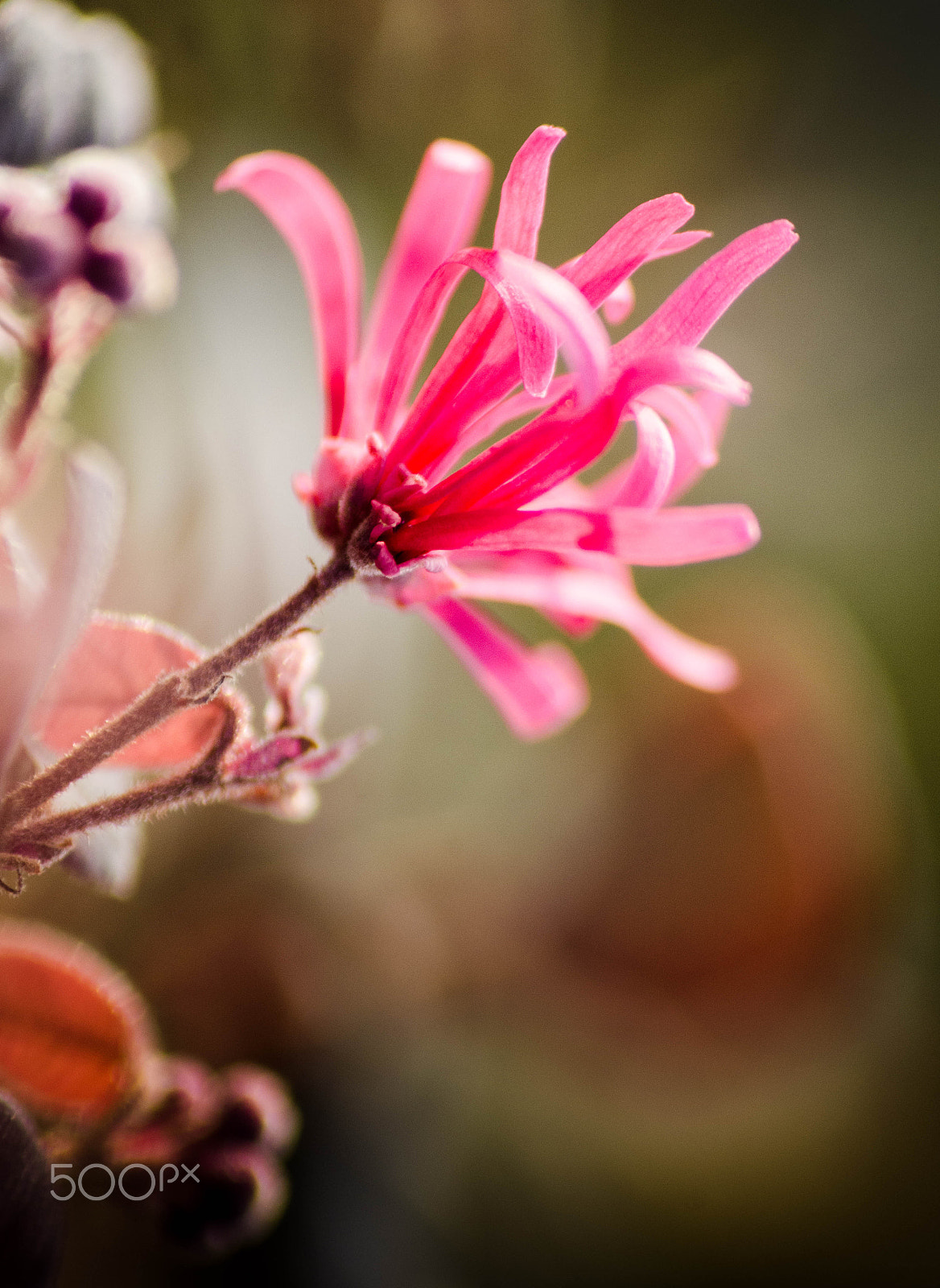 Sigma 70-300mm F4-5.6 APO DG Macro sample photo. Pink fringed photography