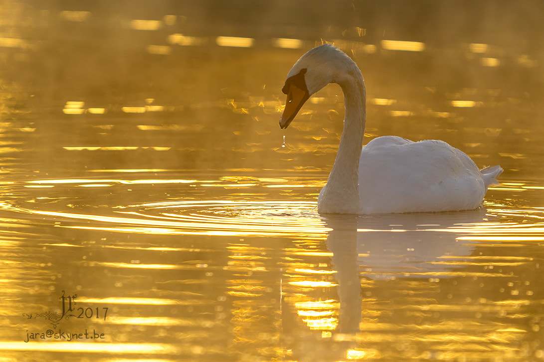 Canon EOS 7D Mark II + Canon EF 300mm F2.8L IS USM sample photo. Cygne_4a7a0837 photography