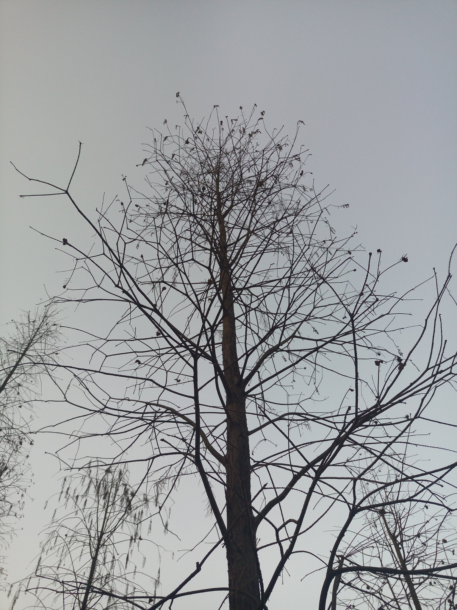 Meizu MX5 sample photo. Tree photography