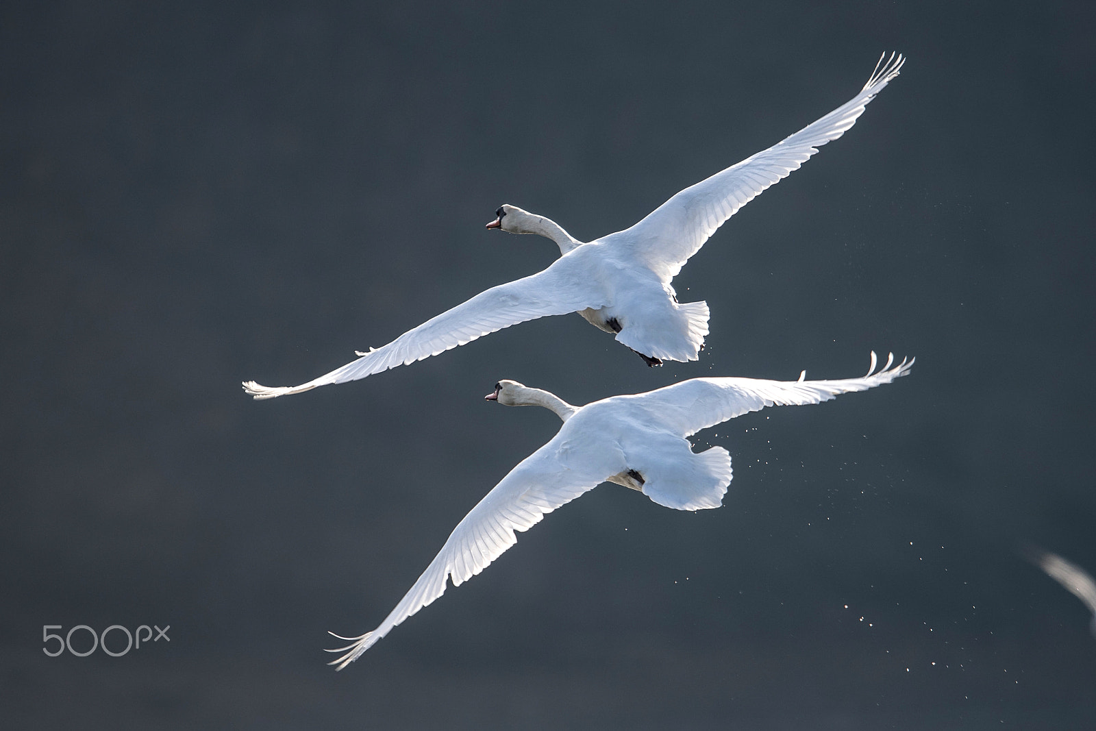 Nikon AF-S Nikkor 600mm F4G ED VR sample photo. Cygnes photography