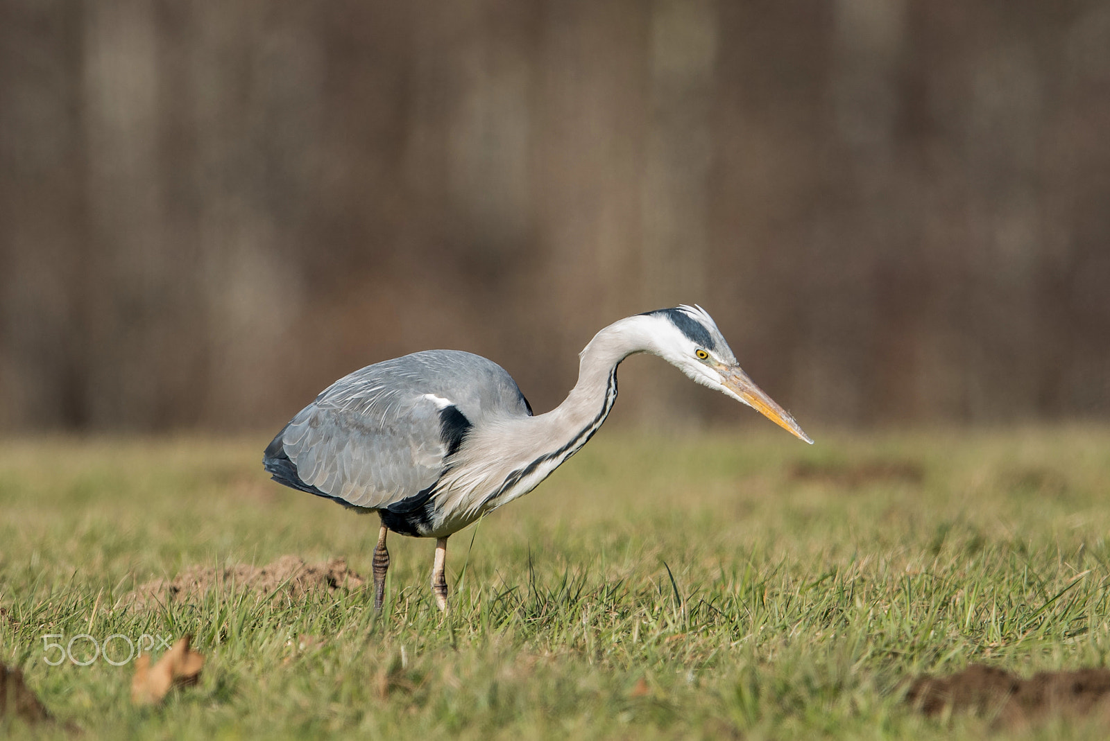 Nikon D810 + Nikon AF-S Nikkor 600mm F4G ED VR sample photo. Héron cendré photography