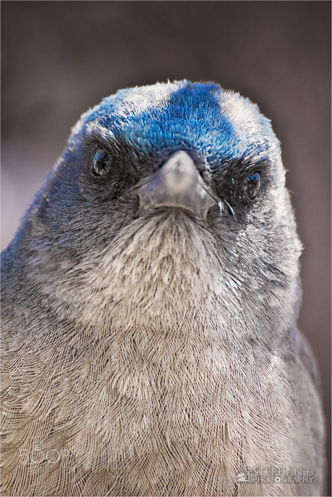 Sony SLT-A77 sample photo. Mexican jay photography
