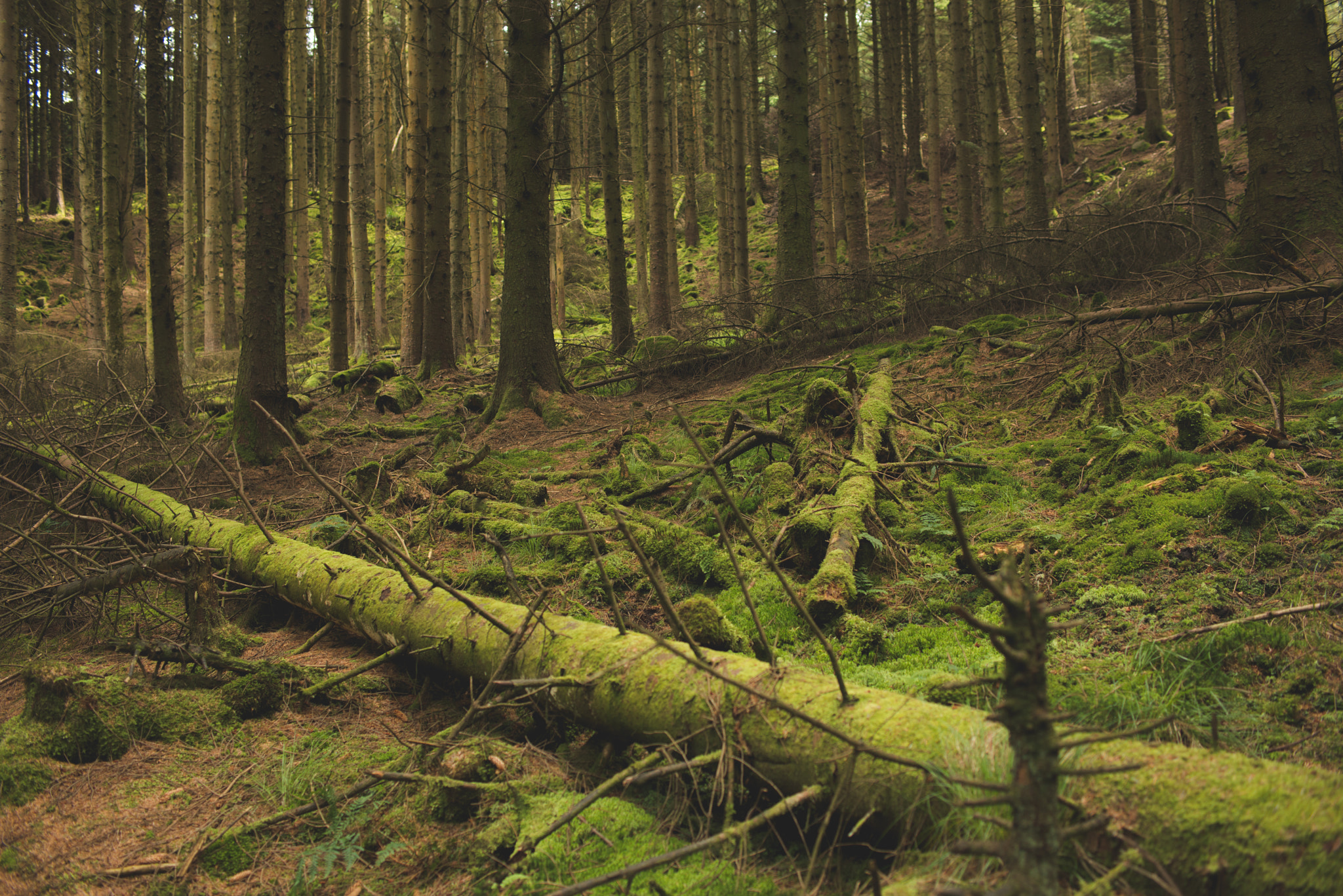 Nikon D800 sample photo. Untouched woodland photography