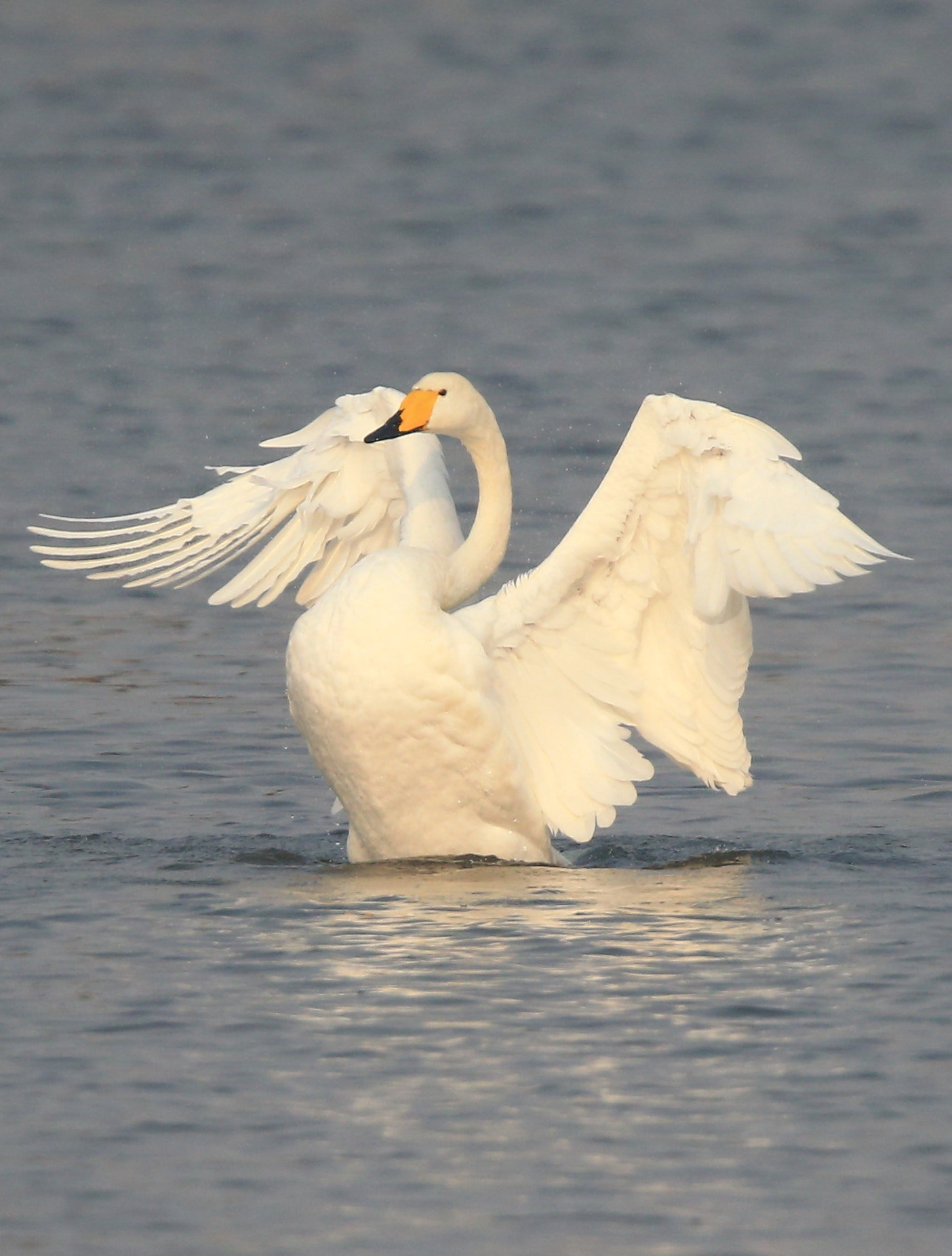 Canon EOS-1D X + Canon EF 600mm F4L IS II USM sample photo. 1133 photography