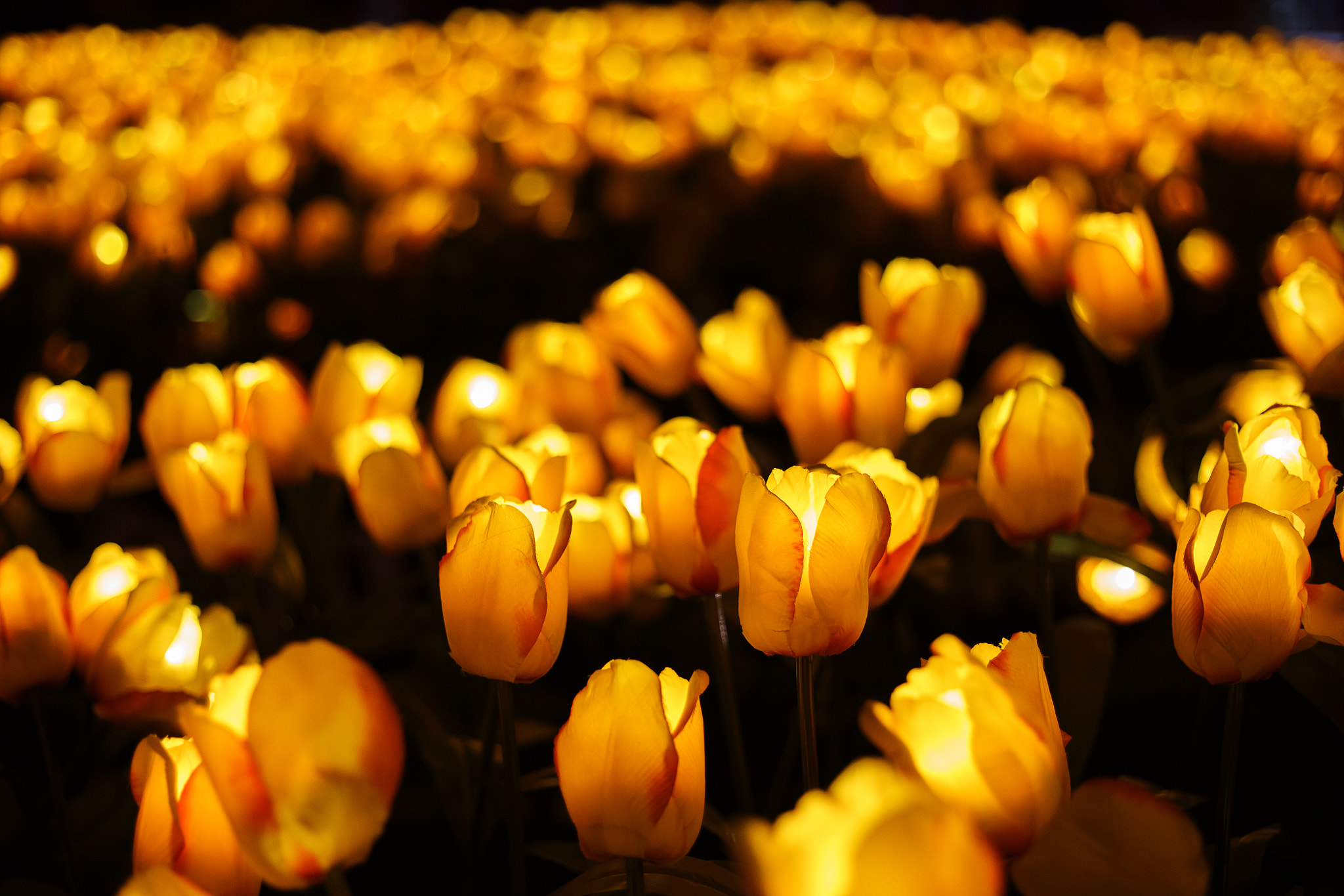 Canon EF 50mm F1.8 II sample photo. Light tulip photography