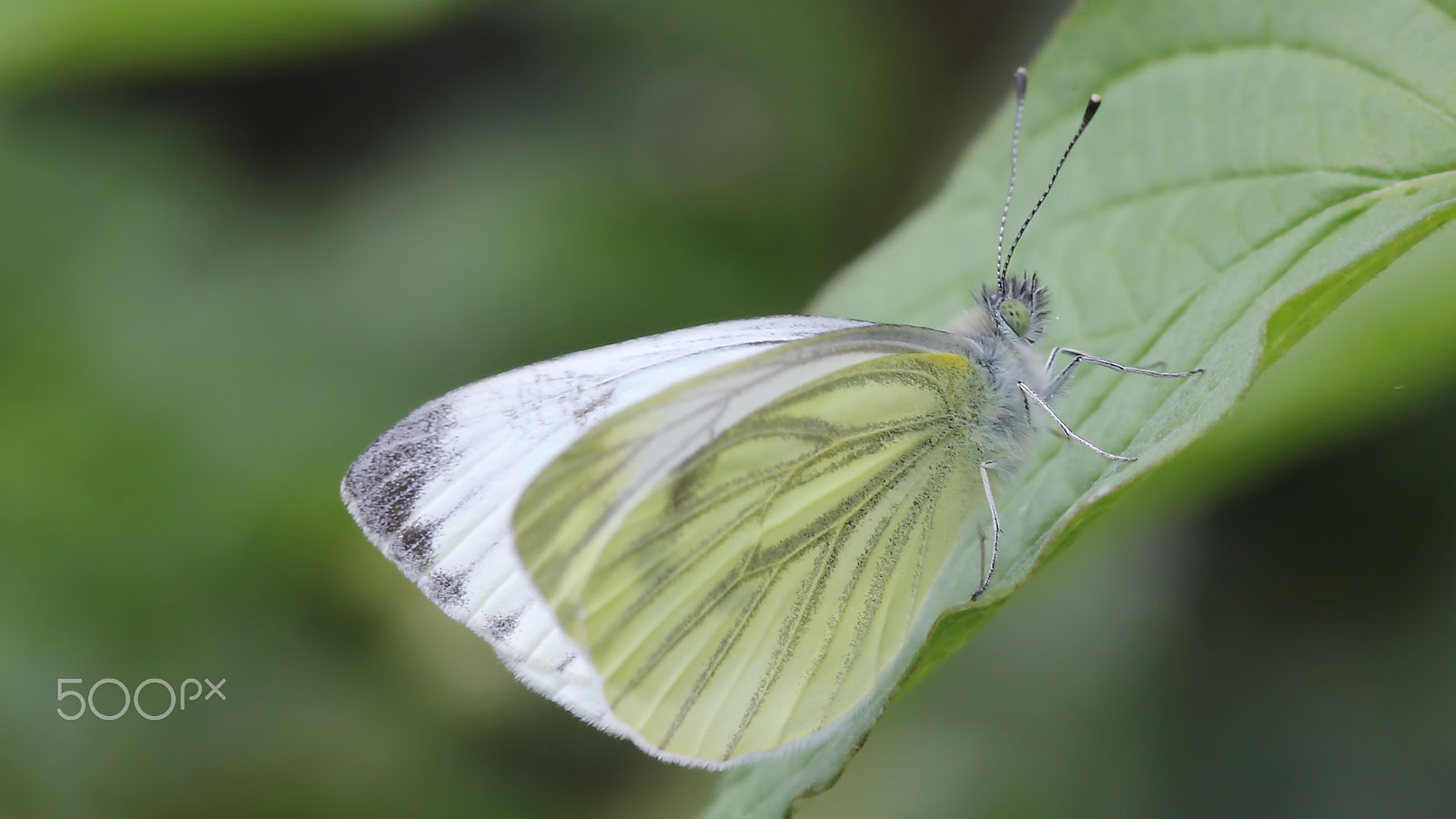 Canon EOS 60D + Canon EF 100mm F2.8 Macro USM sample photo. Small white photography