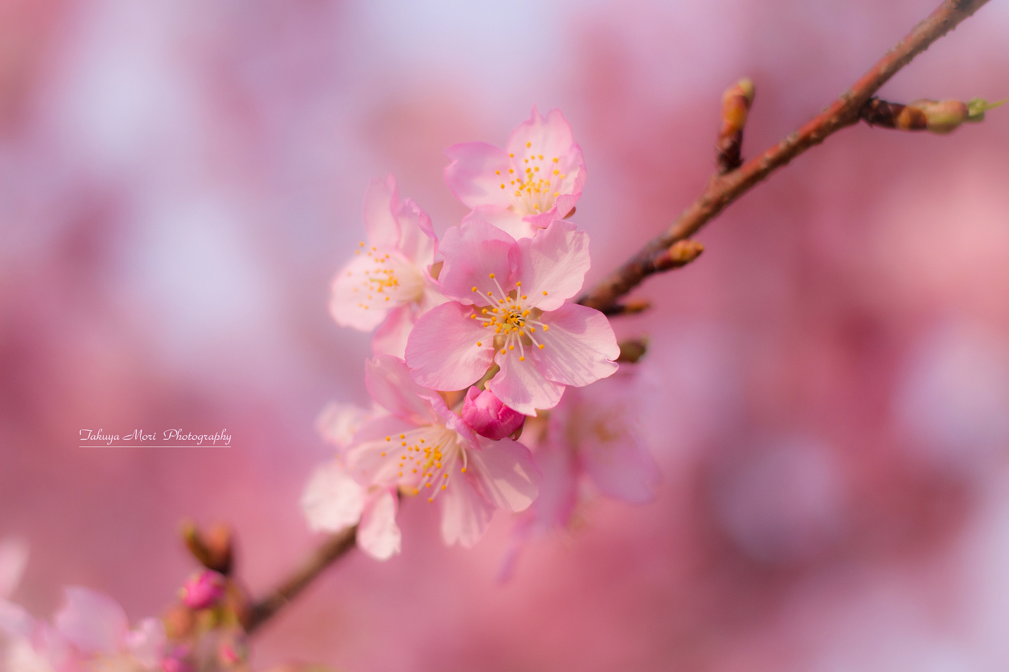Canon EOS 650D (EOS Rebel T4i / EOS Kiss X6i) sample photo. 河津桜 photography