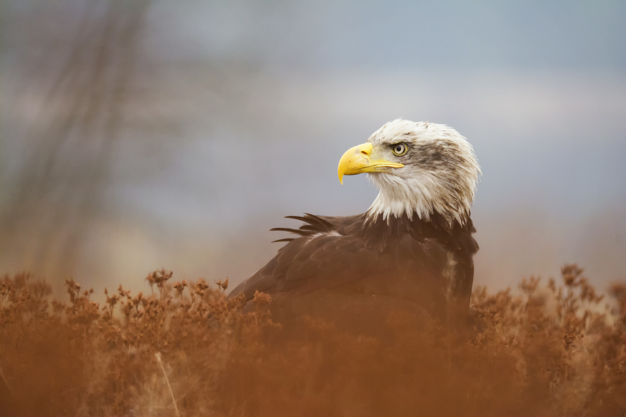 Sigma 150-600mm F5-6.3 DG OS HSM | S sample photo. Bald eagle photography