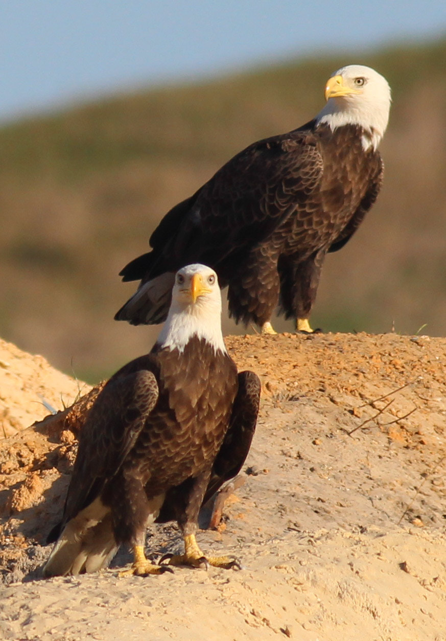 Canon EOS 600D (Rebel EOS T3i / EOS Kiss X5) sample photo. Eagles chilling photography