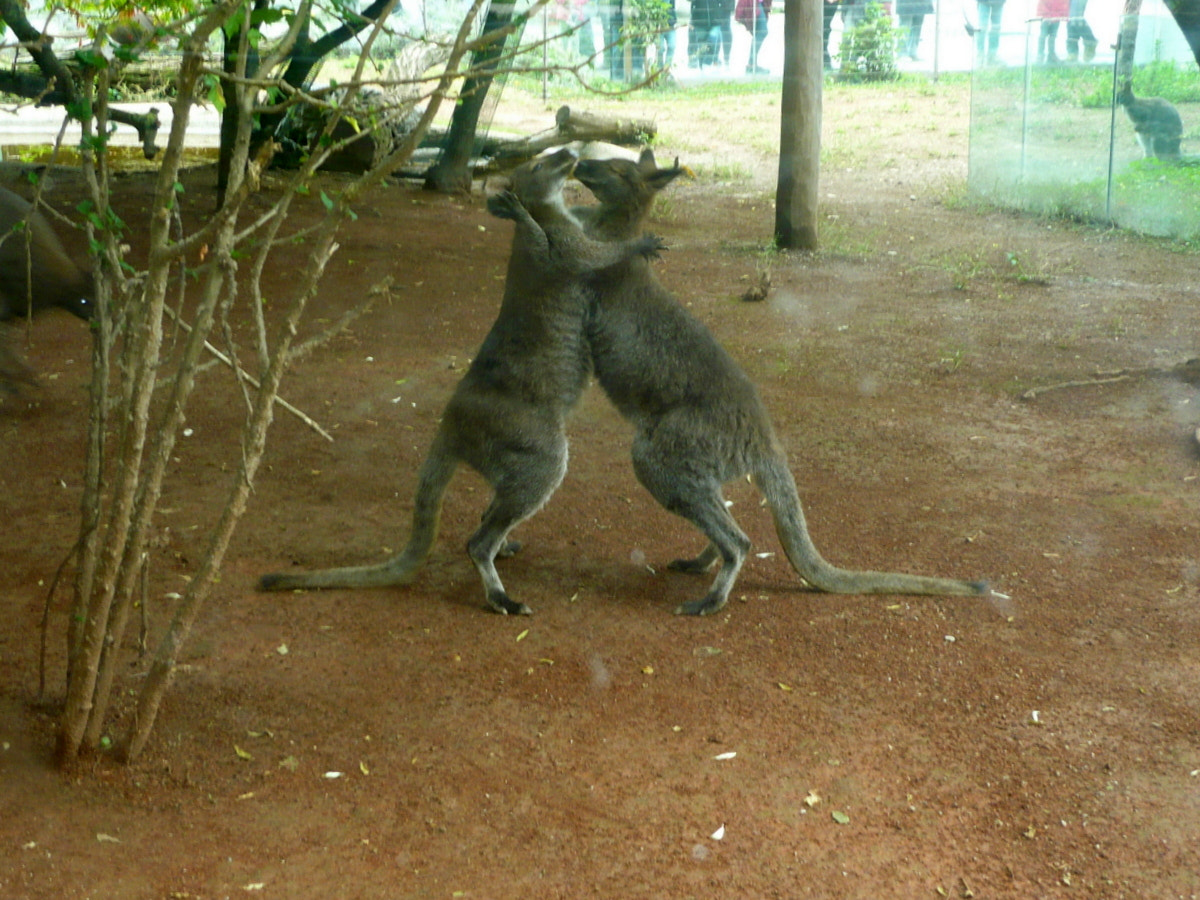 Panasonic Lumix DMC-LS80 sample photo. Snapshot at the zoo photography