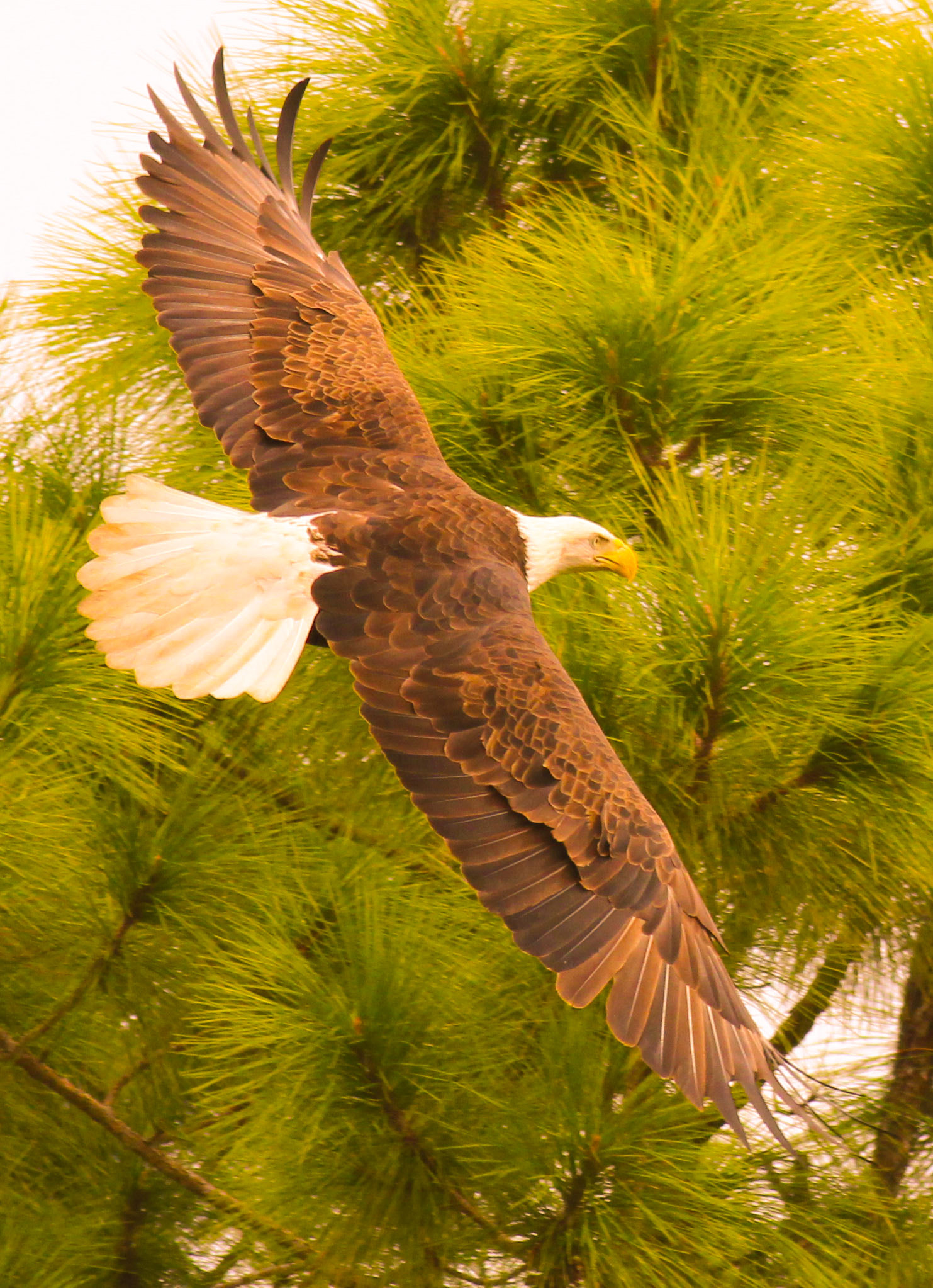 Canon EOS 600D (Rebel EOS T3i / EOS Kiss X5) + Canon EF 400mm F5.6L USM sample photo. Eagle time photography