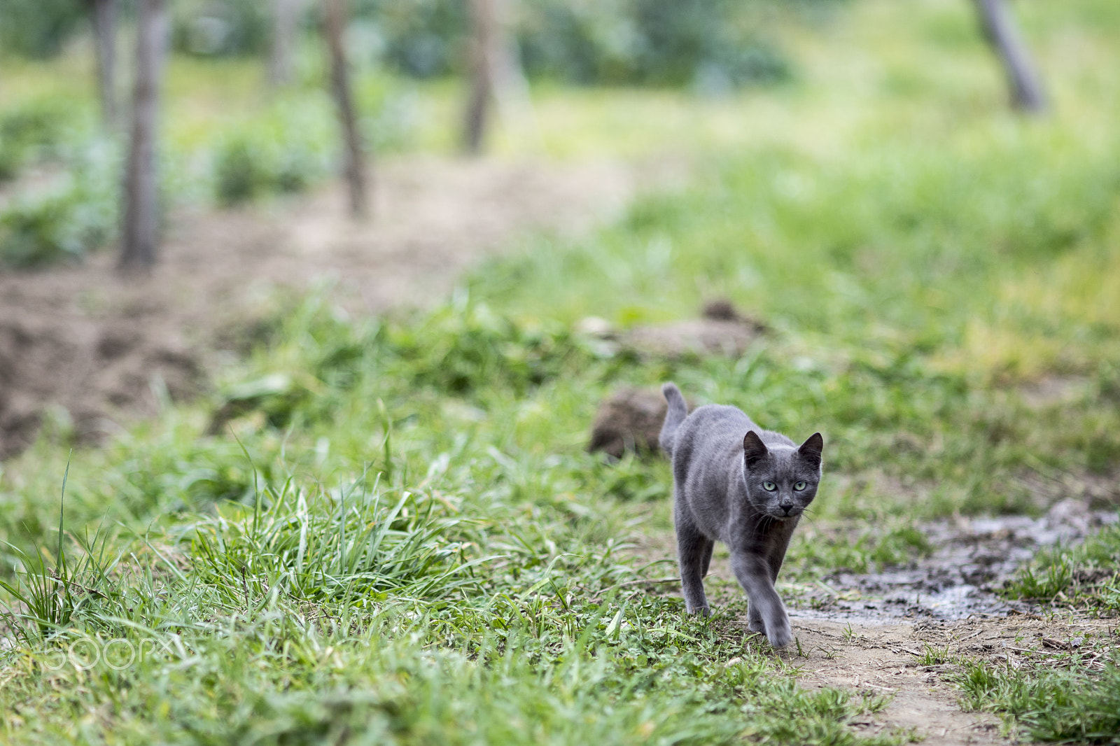 Sony SLT-A68 + Minolta AF 200mm F2.8 HS-APO G sample photo. Tip. tap. photography