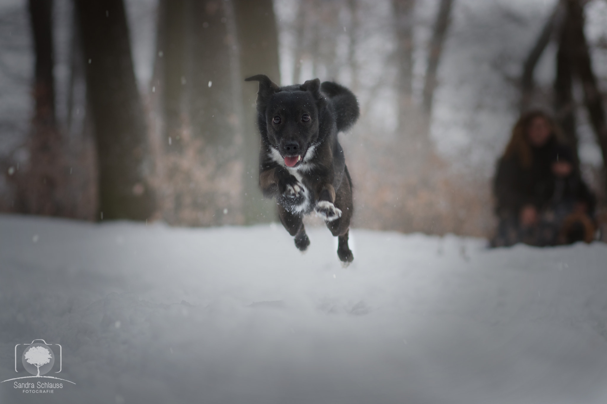 Canon EOS 80D + Canon EF 85mm F1.8 USM sample photo. Flieg jady flieg! :d photography