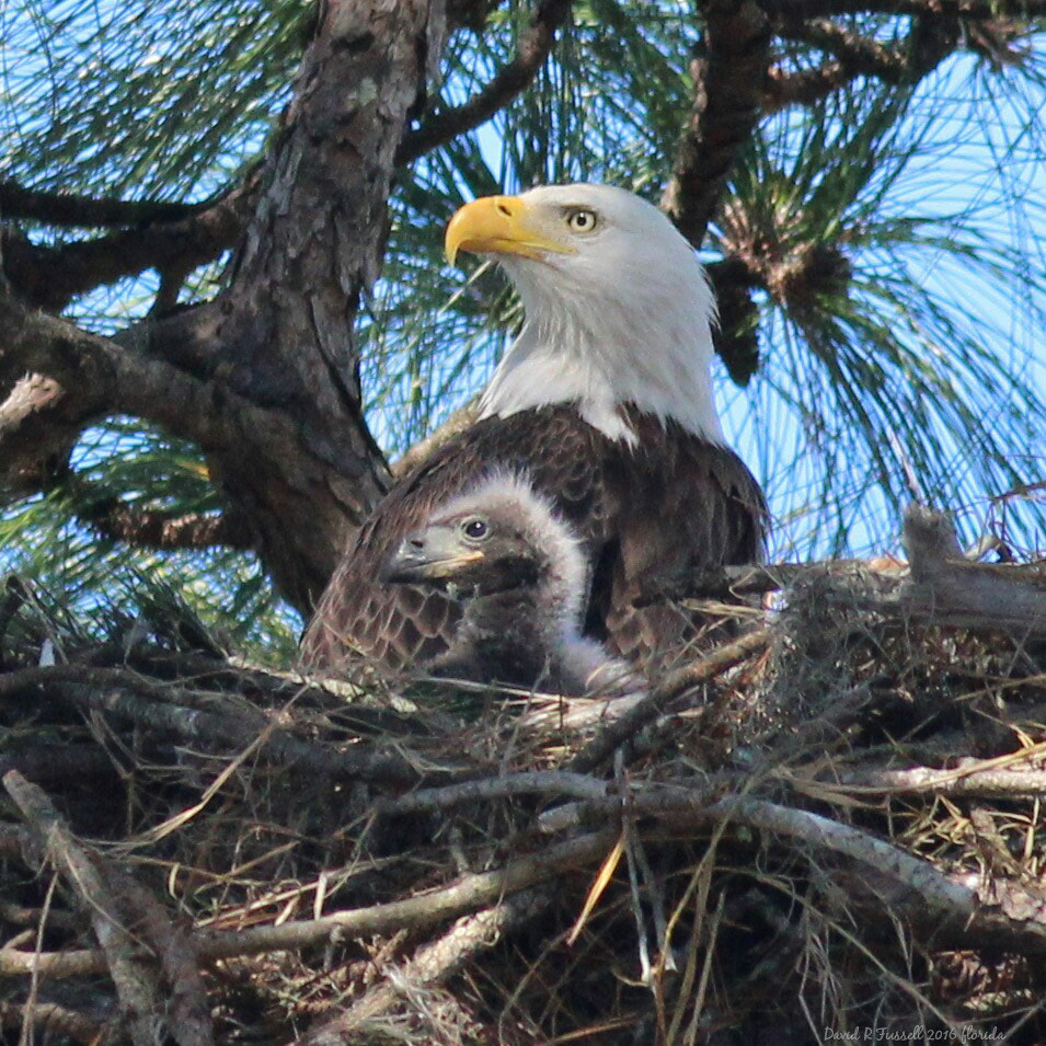 Canon EF 400mm F5.6L USM sample photo. Baby eagle 3 weeks and mum photography