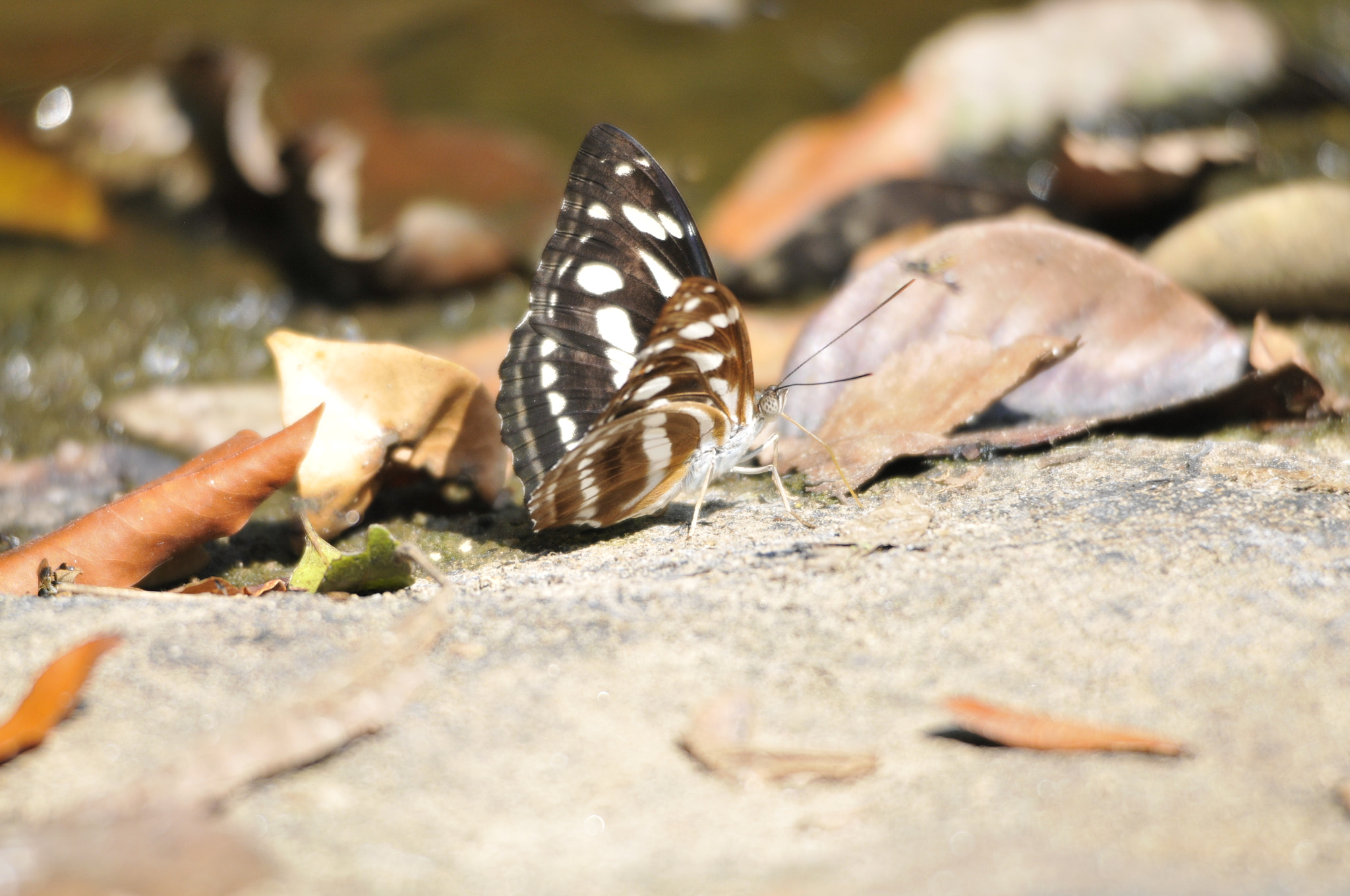 Sigma 120-400mm F4.5-5.6 DG OS HSM sample photo. Butterfly photography