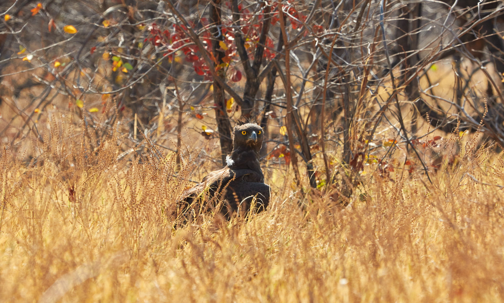 Canon EF 100-400mm F4.5-5.6L IS USM sample photo. What are you looking at? photography