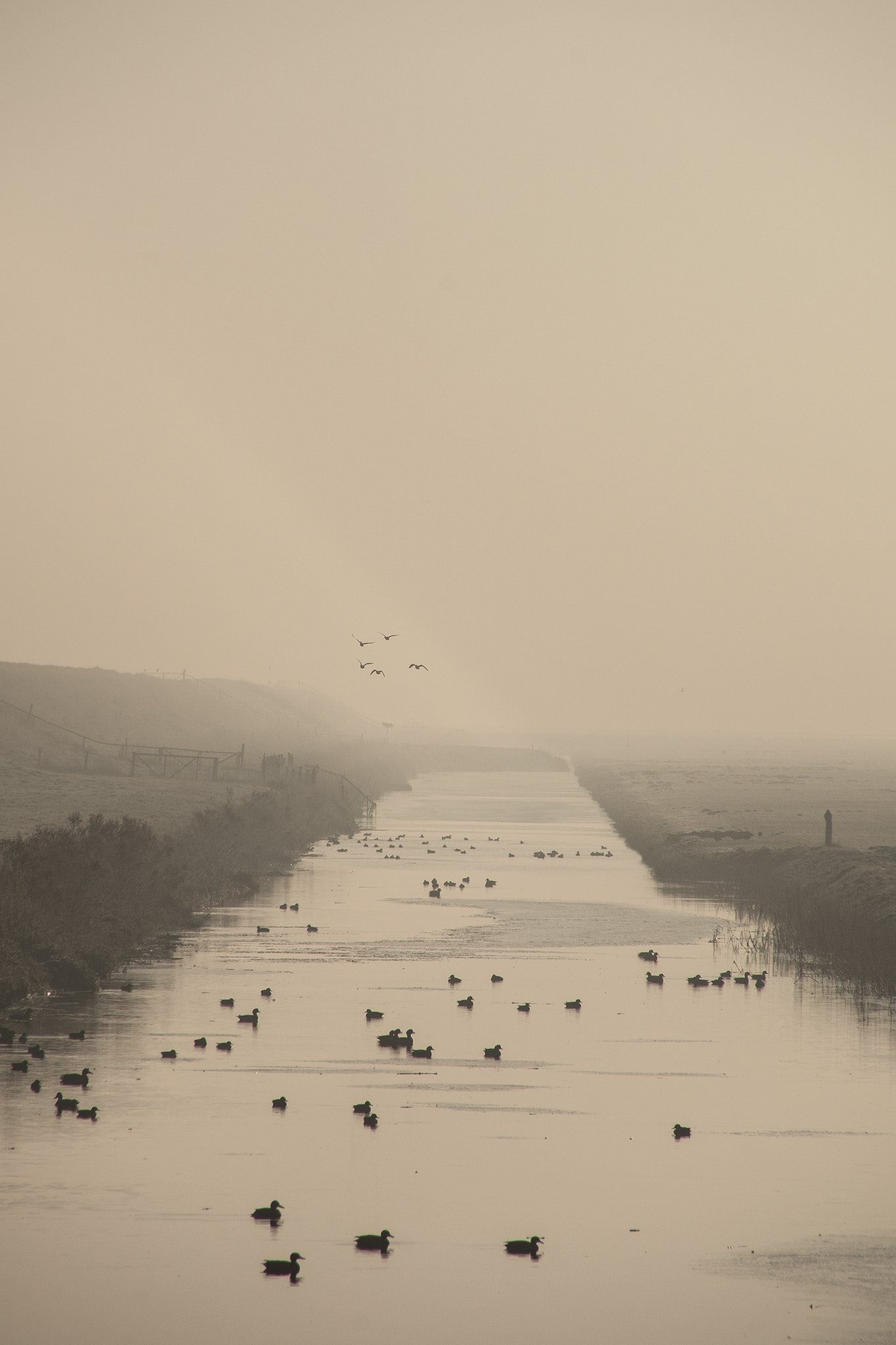 Sony a99 II sample photo. Early morning fog. photography