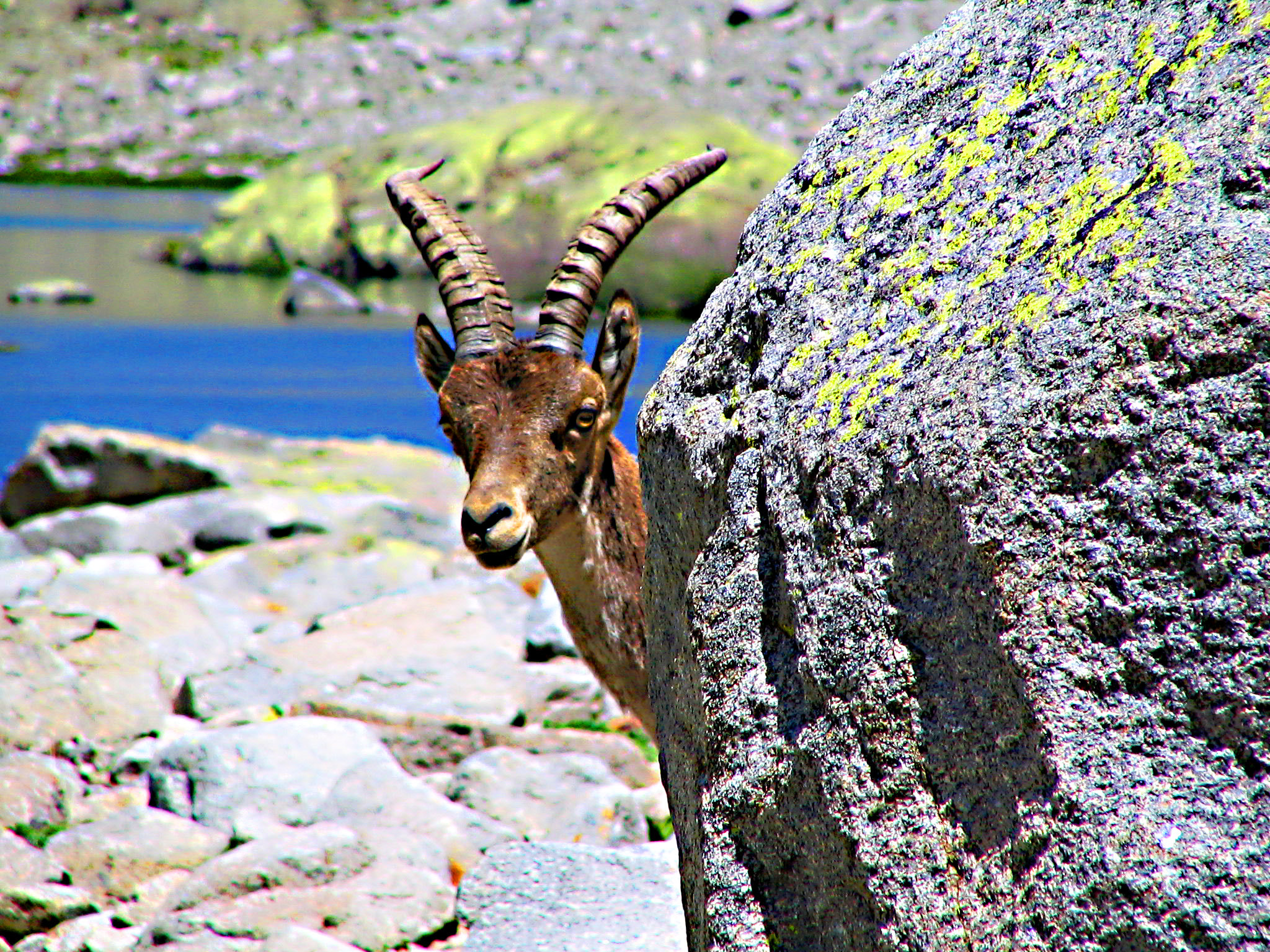 Canon POWERSHOT S1 IS sample photo. Cabragredos photography