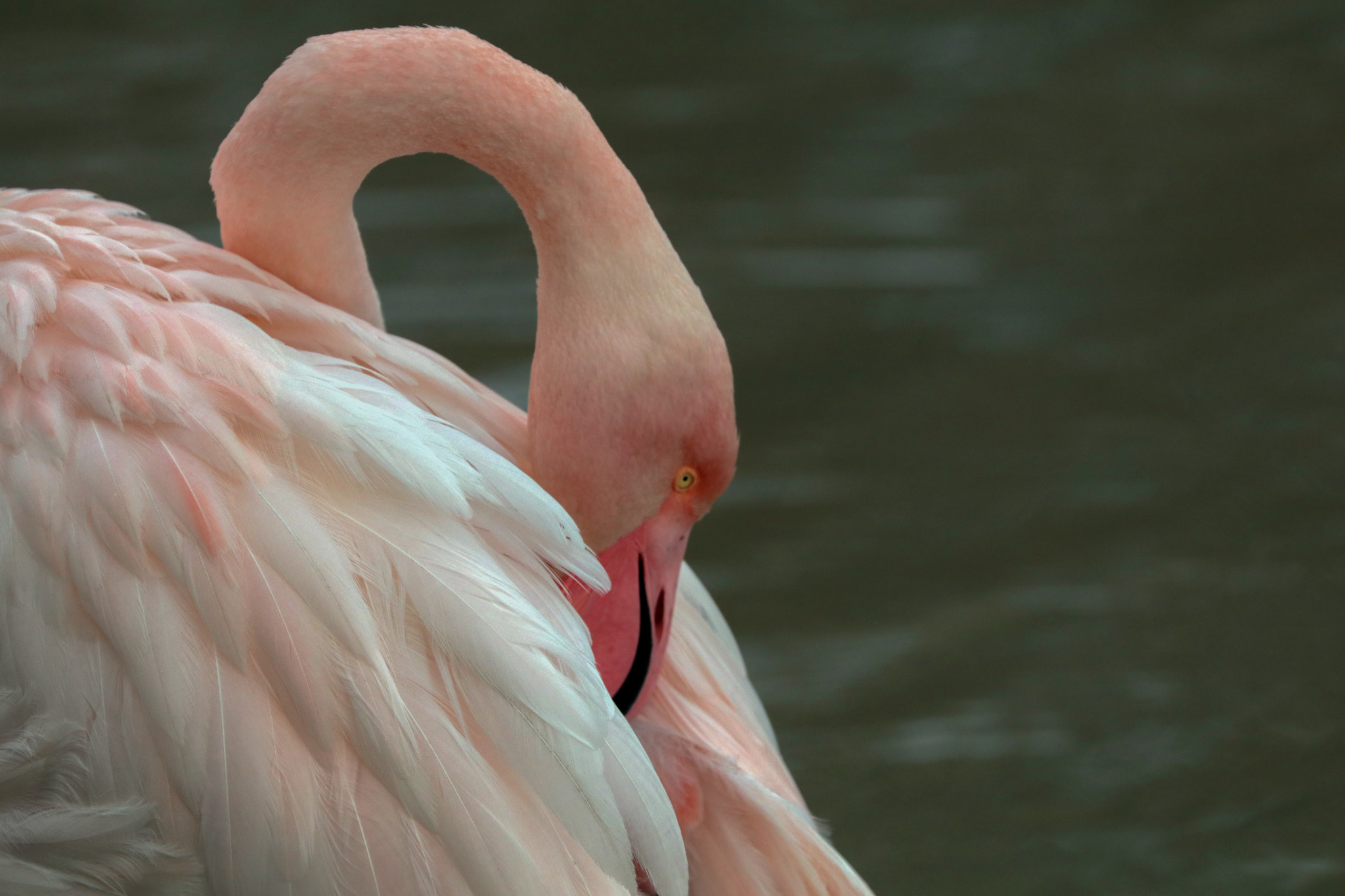 Canon EF 70-300mm F4-5.6L IS USM sample photo. "flamingo portrait" photography