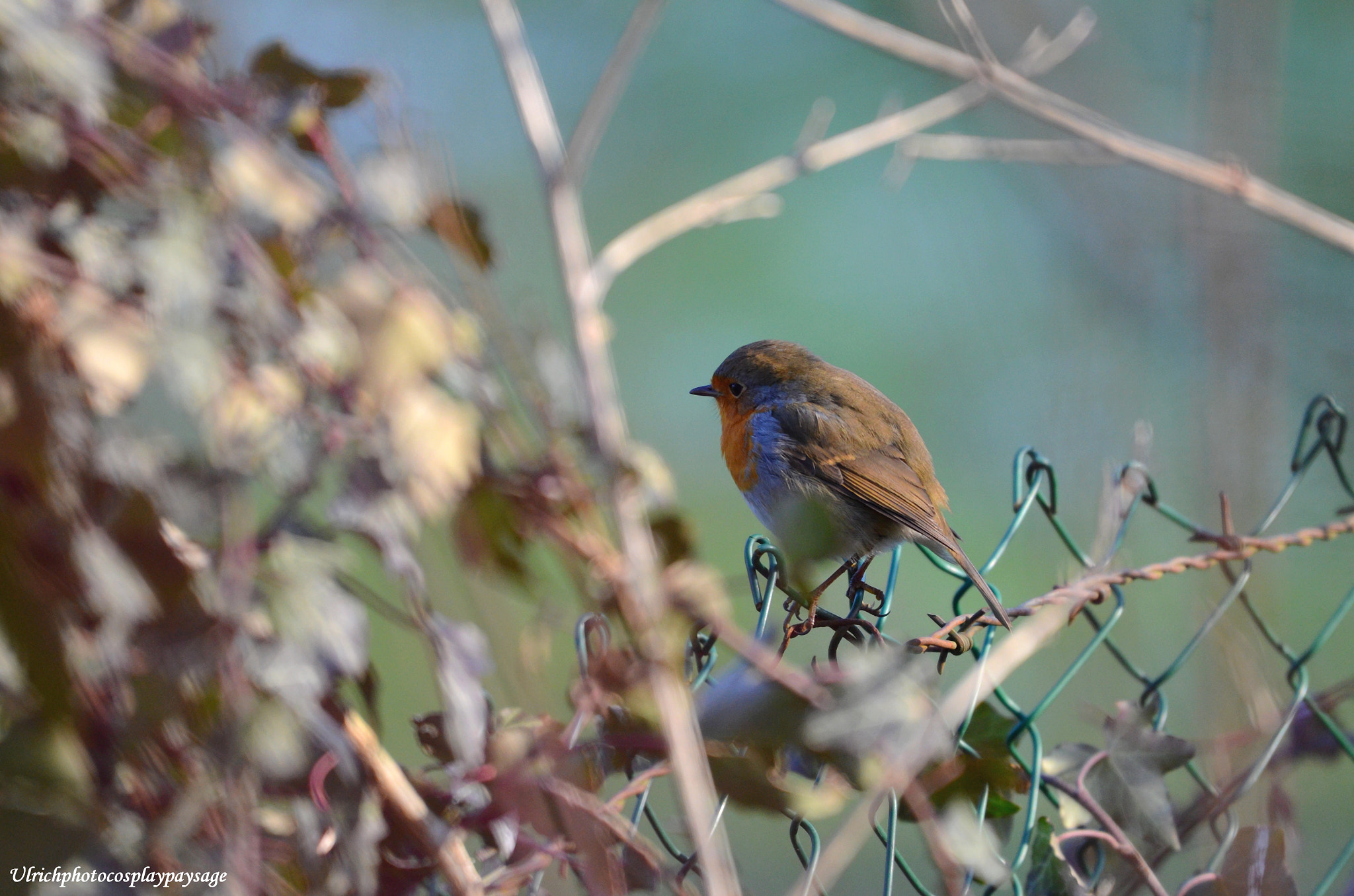 Nikon AF-S Nikkor 200-500mm F5.6E ED VR sample photo. Rouge gorge photography