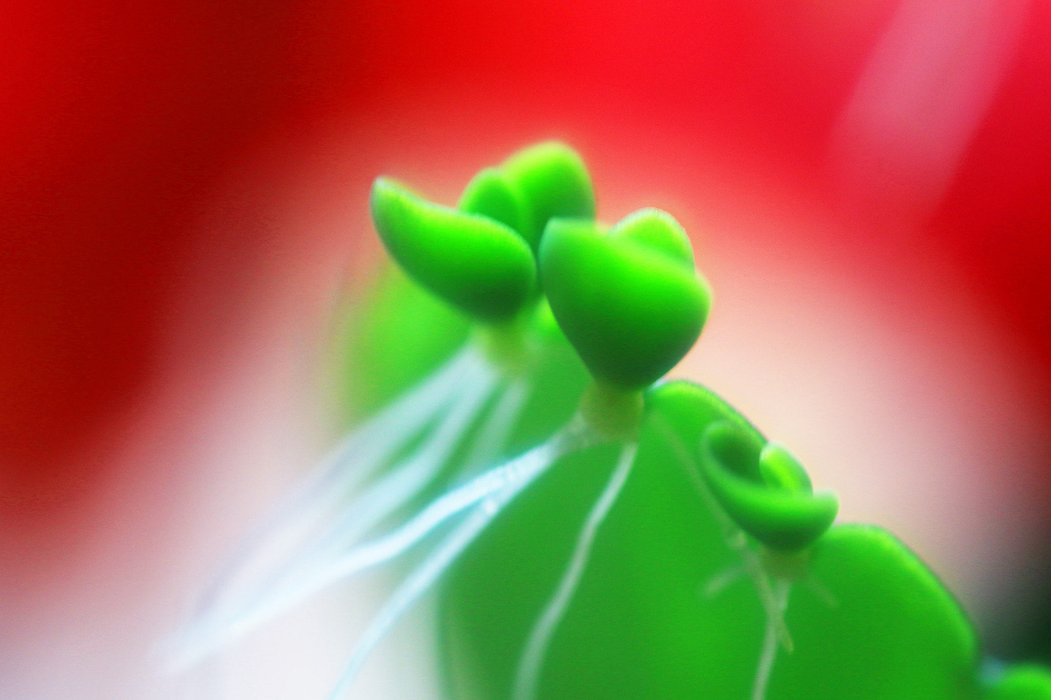Canon MP-E 65mm F2.5 1-5x Macro Photo sample photo. Strawberry color photography