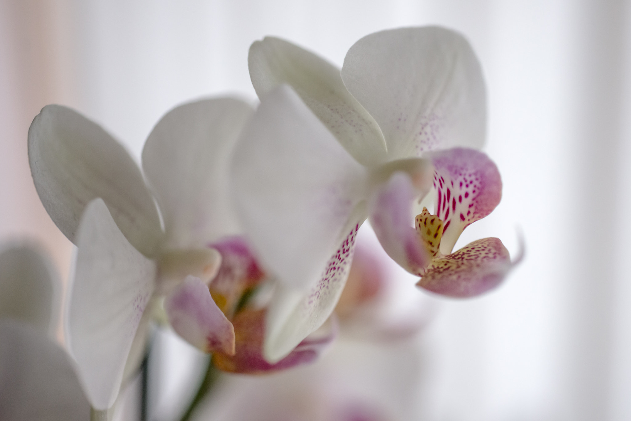 Nikon D800 + Sigma 50mm F2.8 EX DG Macro sample photo. Houseplant photography