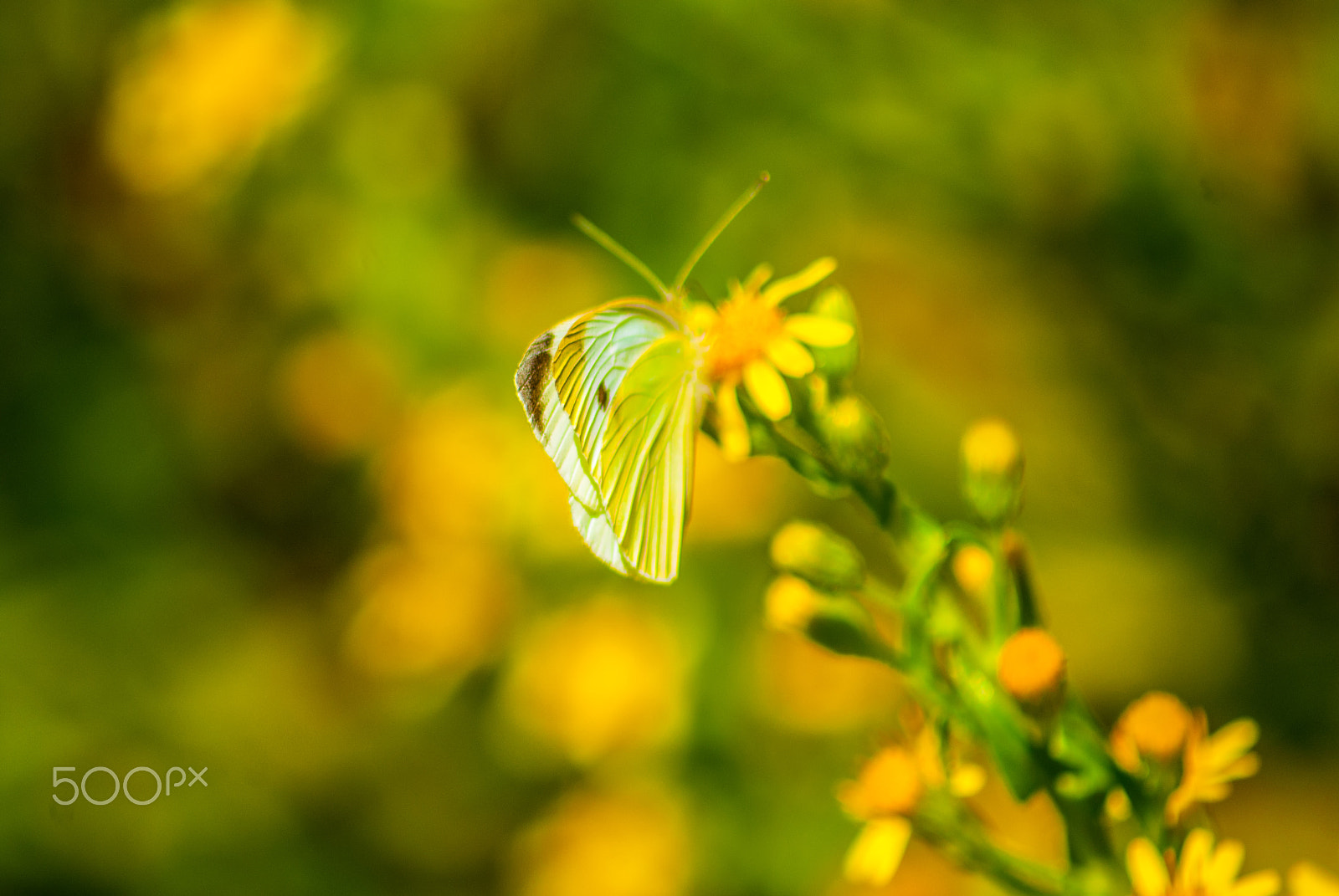 Sony 75-300mm F4.5-5.6 sample photo. Genova photography