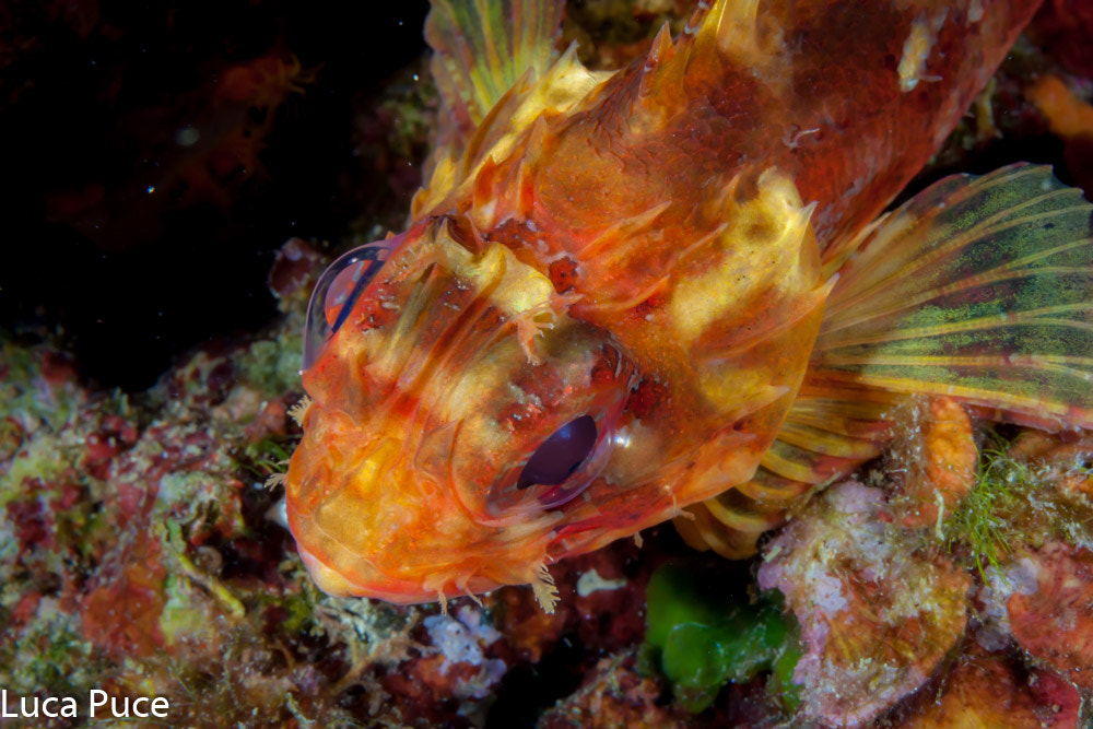 Canon EF-S 60mm F2.8 Macro USM sample photo. Little scorpionfish-scorfanotto photography